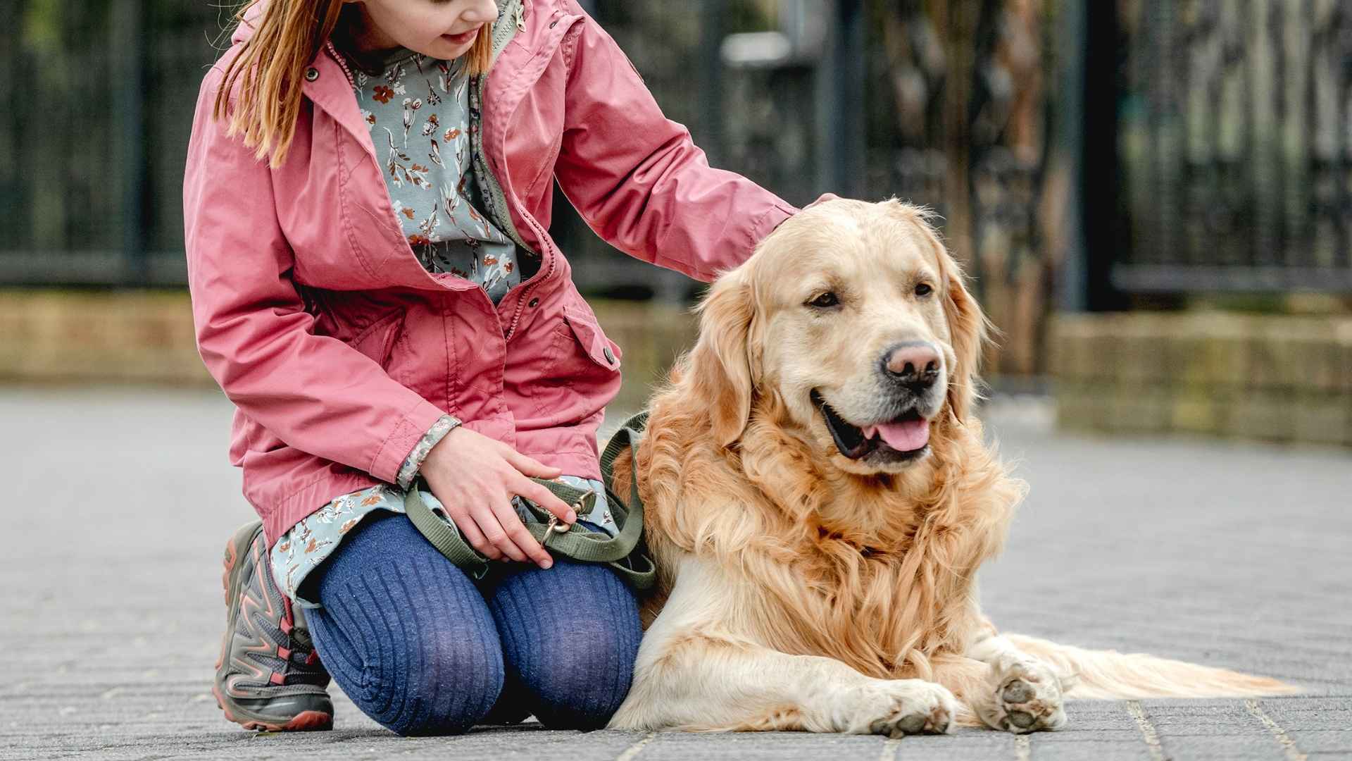 7 Most Devoted Therapy Dog Breeds With a Heart of Gold