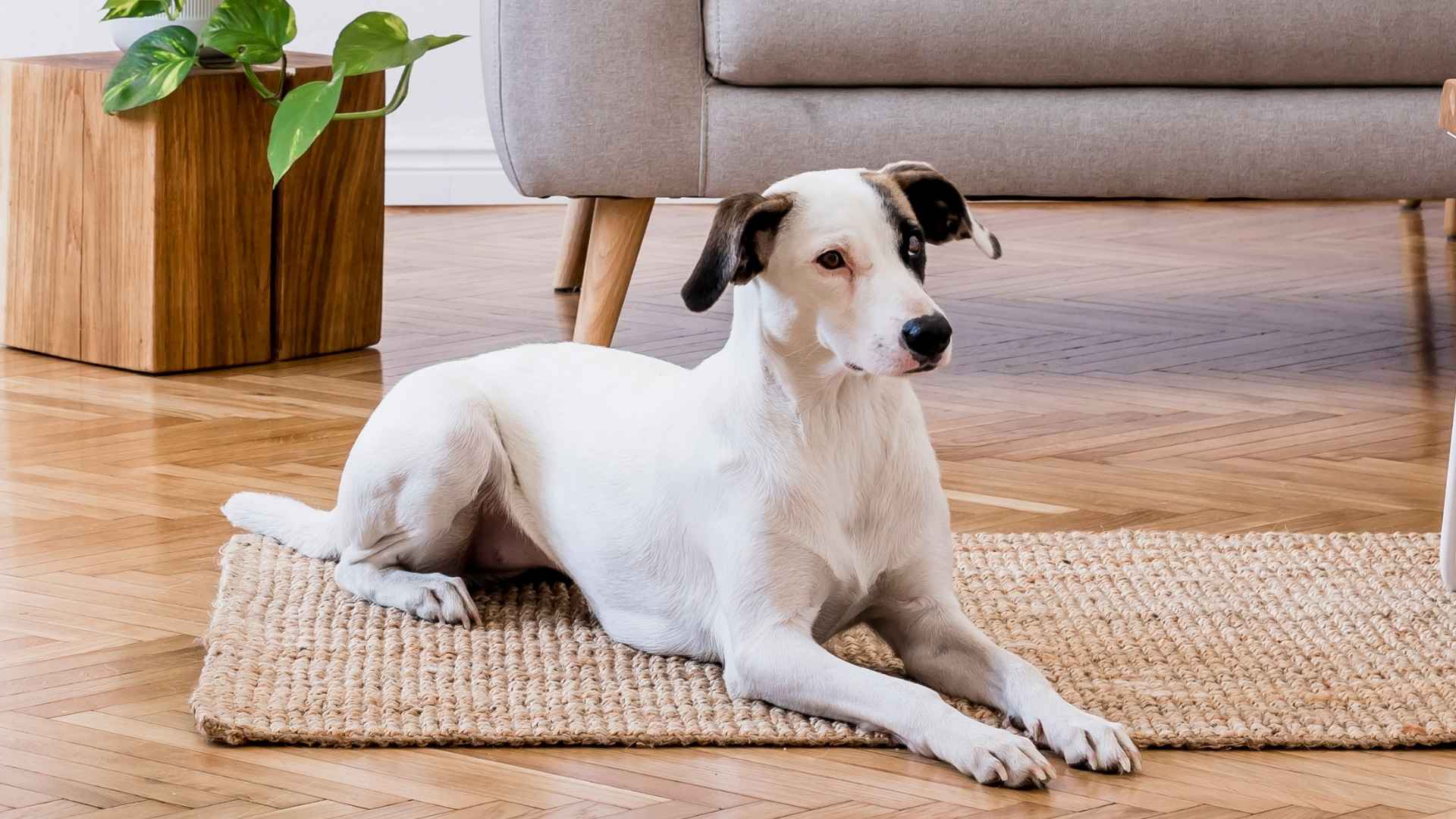 7 Most Docile Dog Breeds That Win Hearts!