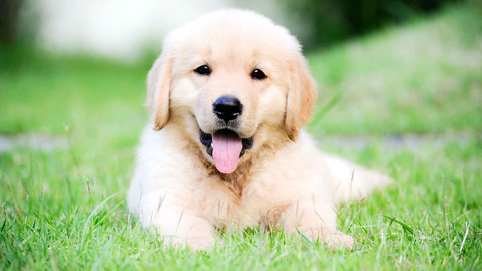 7 Most Docile Puppy Dog Breeds You’ll Instantly Love