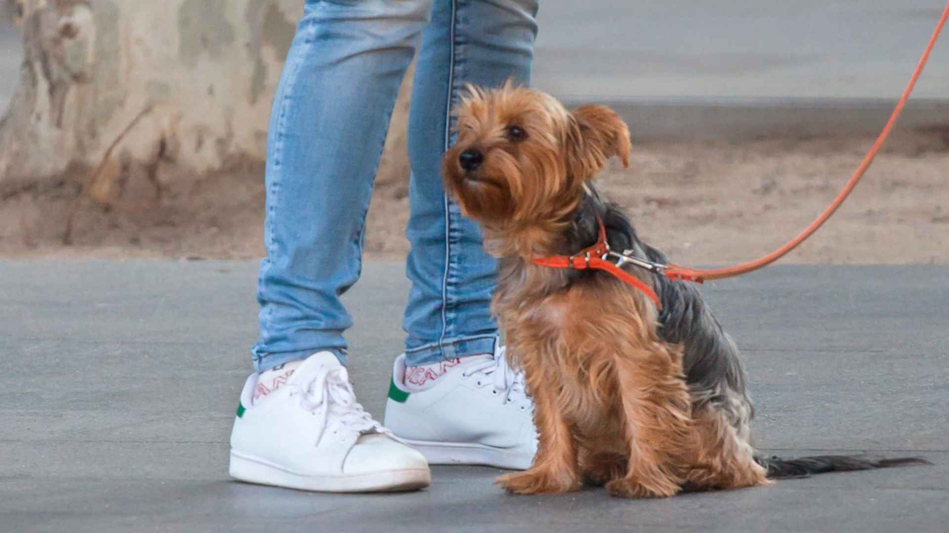 7 Most Dognapped Breeds in the US & Why Thieves Target Them