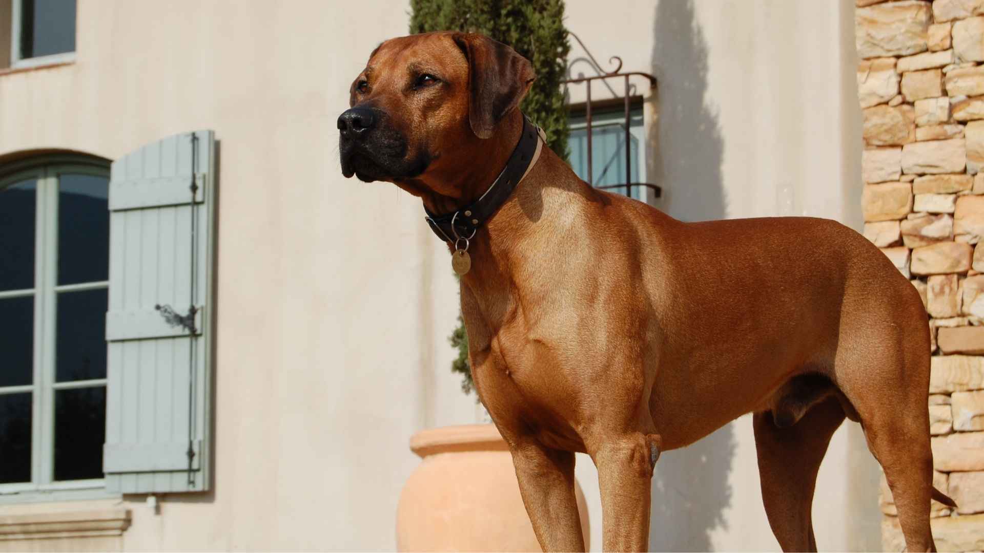 7 Most Easygoing Guard Dog Breeds Perfect for Peaceful Homes