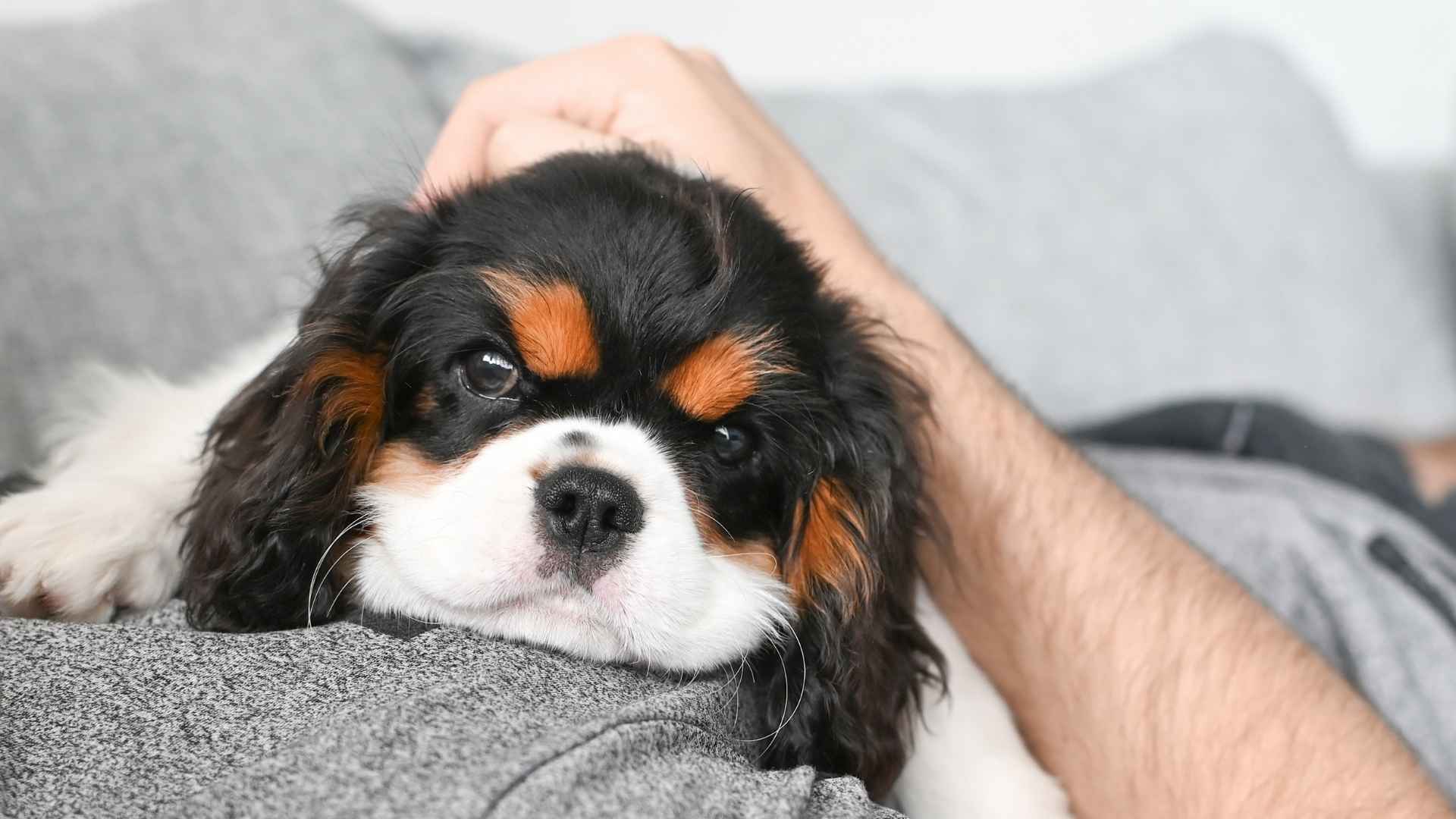 7 Most Emotionally Sensitive Dog Breeds That Feel What You Feel