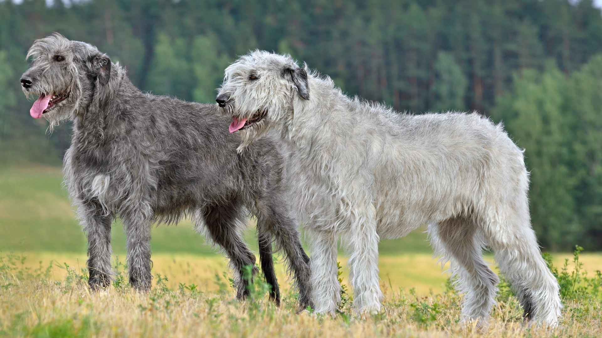 7 Most Endangered Dog Breeds You Might Never See Again
