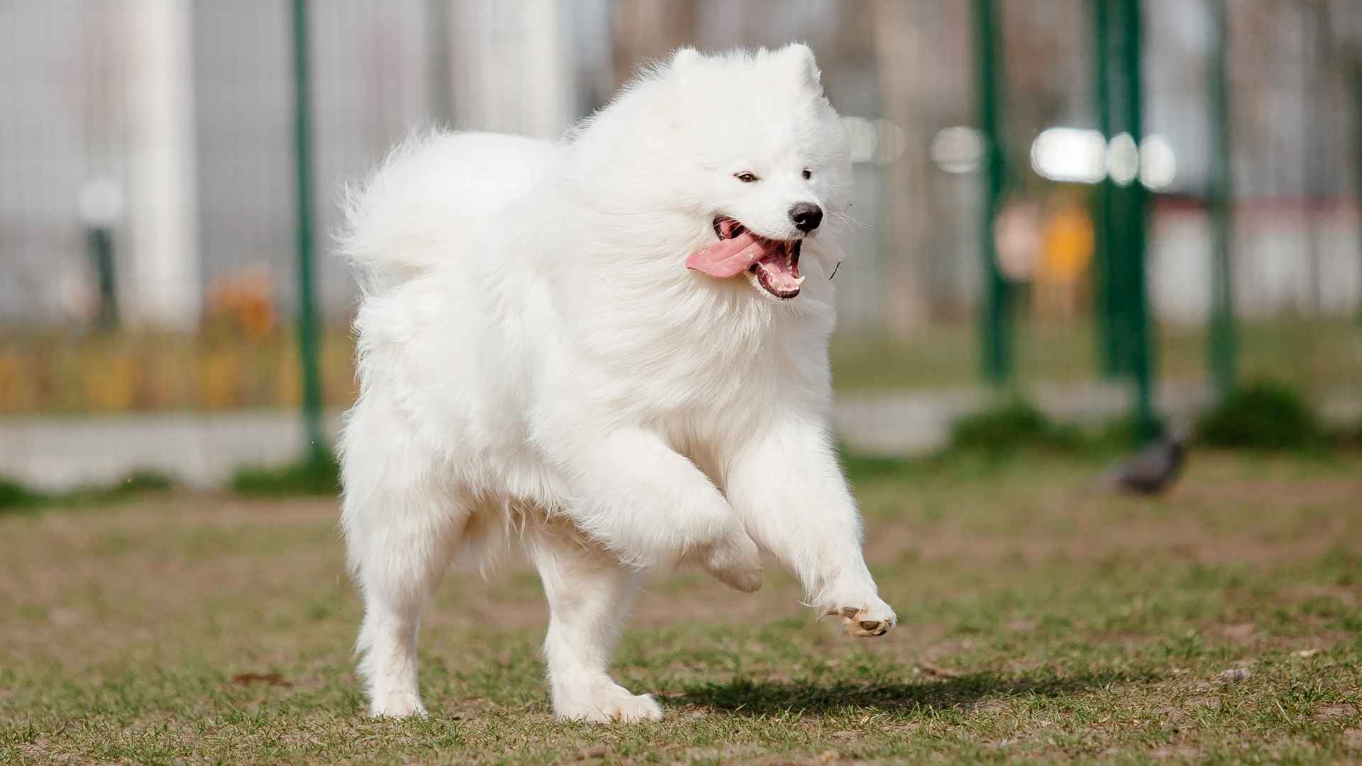 7 Most Energetic Dog Breeds That Thrive on Exercise and Fun
