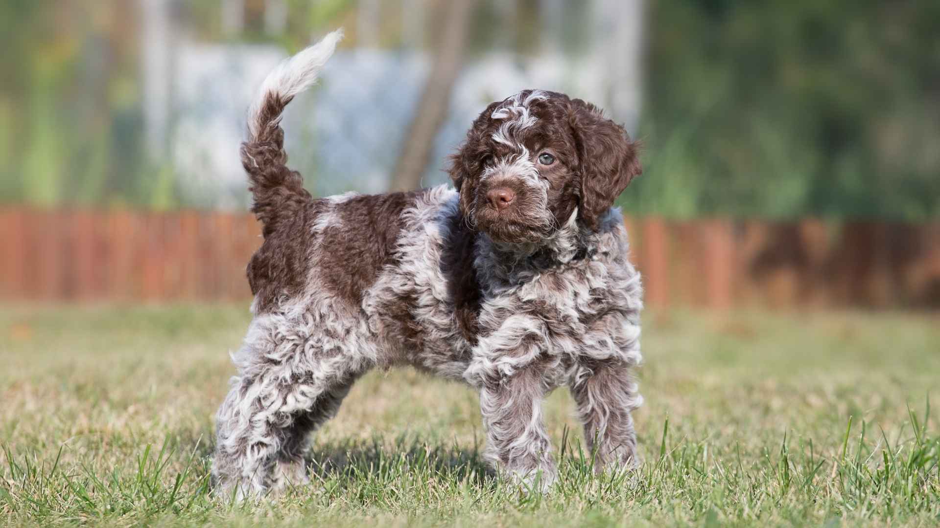 7 Most Exotic Therapy Dog Breeds For Conversation Starters