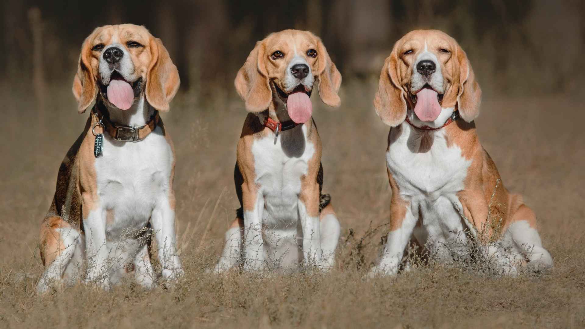 7 Most Famous Dog Breeds that You'll Adore