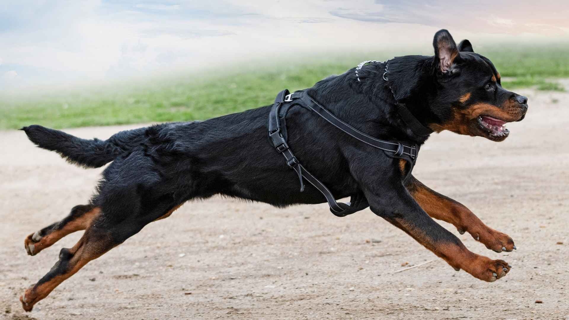 7 Most Fearless Dog Breeds in the World: Loyal Companions who Fear Nothing