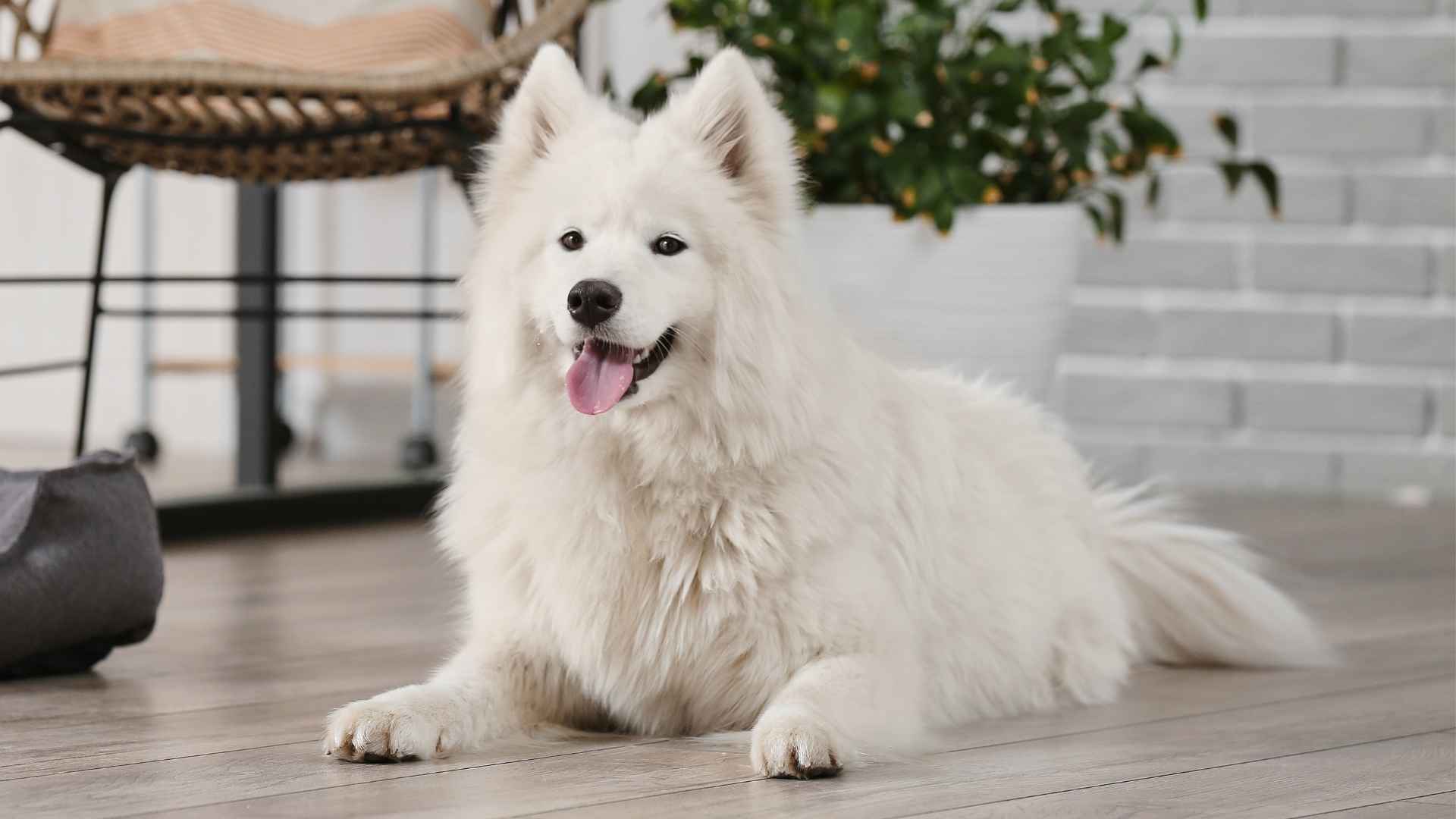samoyeed