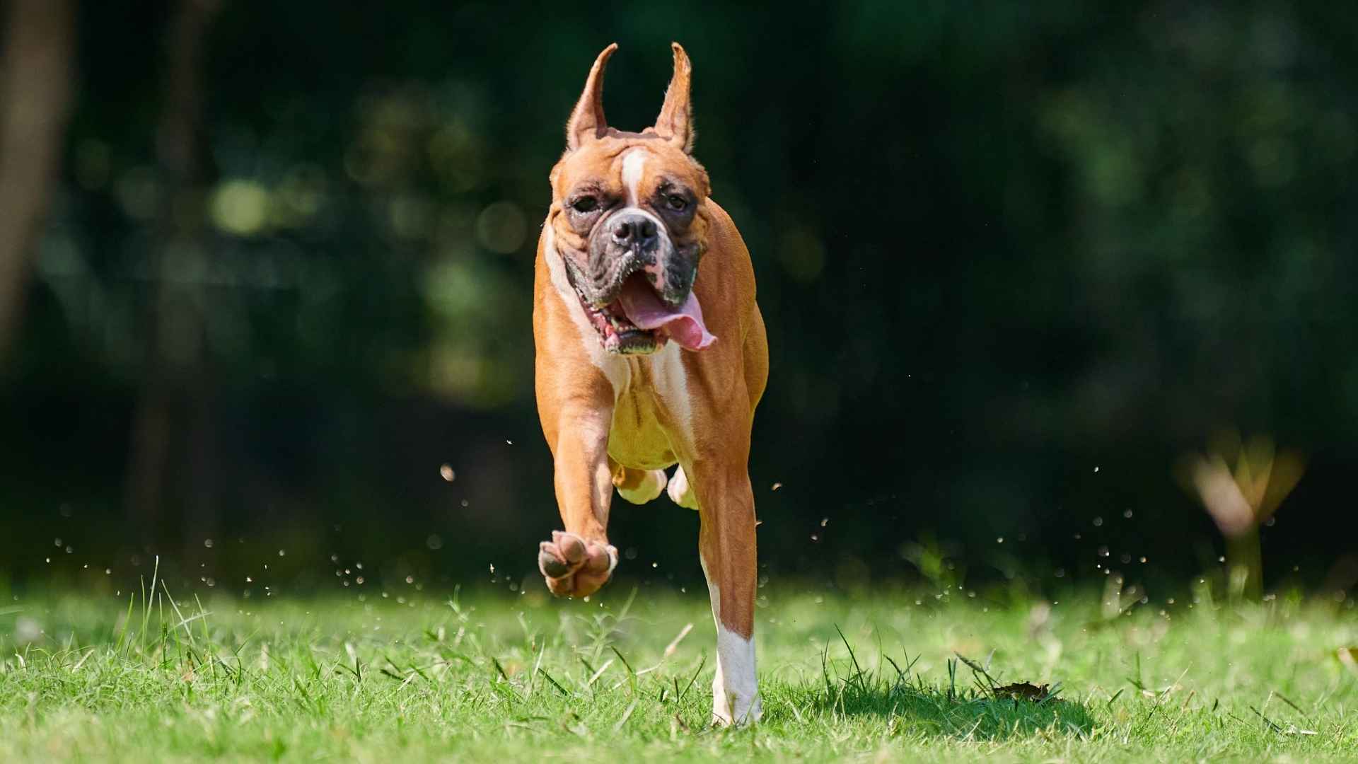 7 Most Friendly Working Dog Breeds That Combine Strength and Heart