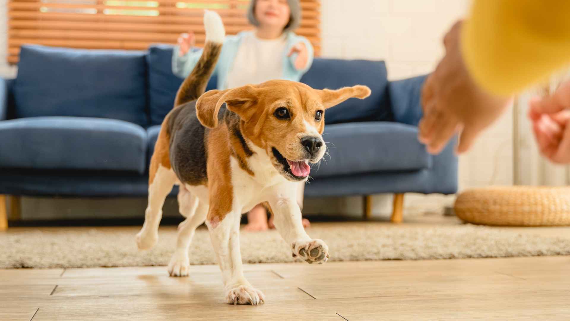 7 Most Fun-Loving Dog Breeds That Light Up Every Room