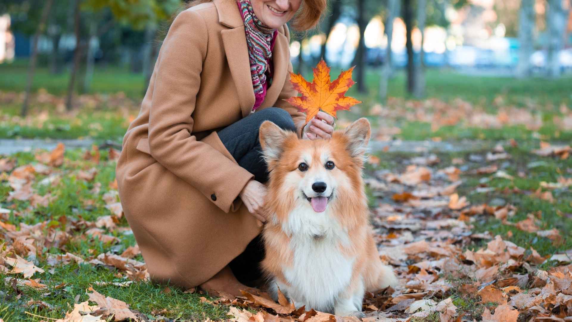 7 Most Funniest Dog Breeds That Will Keep You Laughing