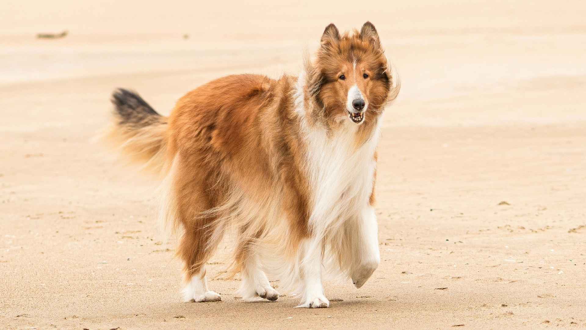7 Most Genius Dog Breeds: When Loyalty Meets Intelligence