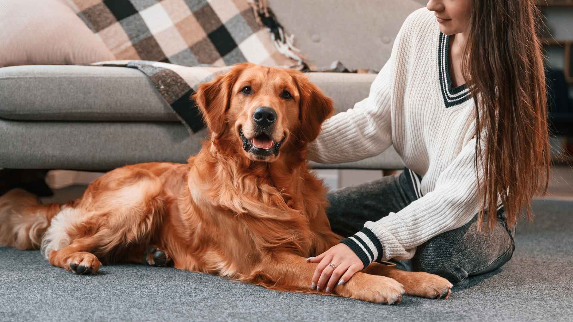 7 Most Gentle Dog Breeds for a Stress-Free Home Life