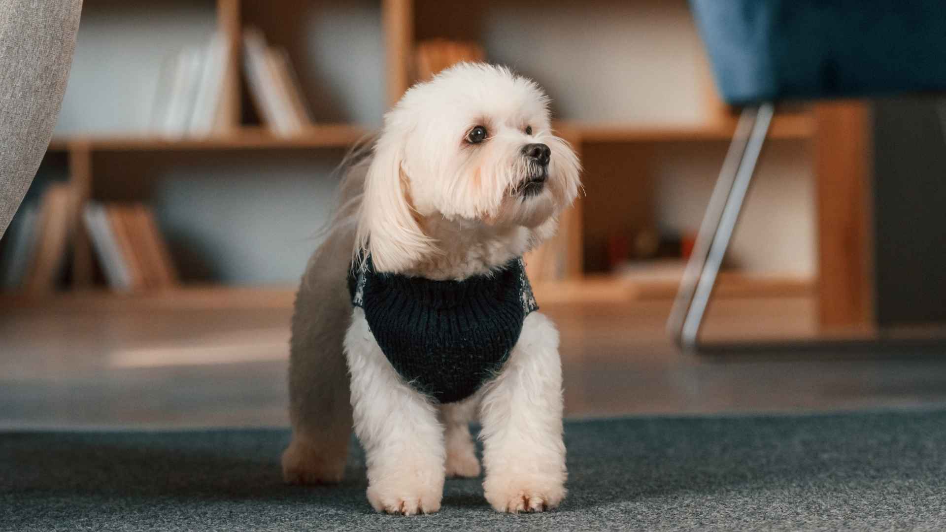 7 Most Gentle Petite Dog Breeds That Are Perfect for Small Spaces