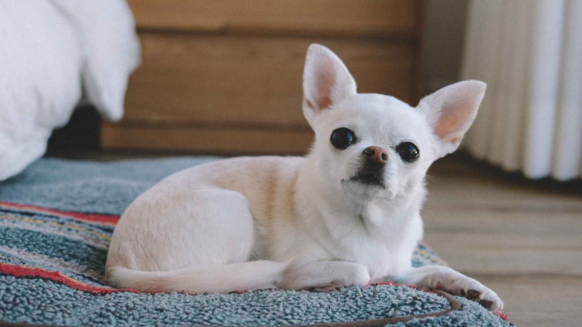 7 Most Gentle Toy Dog Breeds for Every Home
