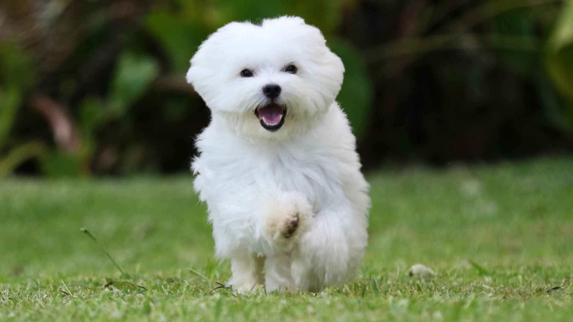 7 Most Hyperactive Puppy Breeds You’ll Ever Meet on this Planet