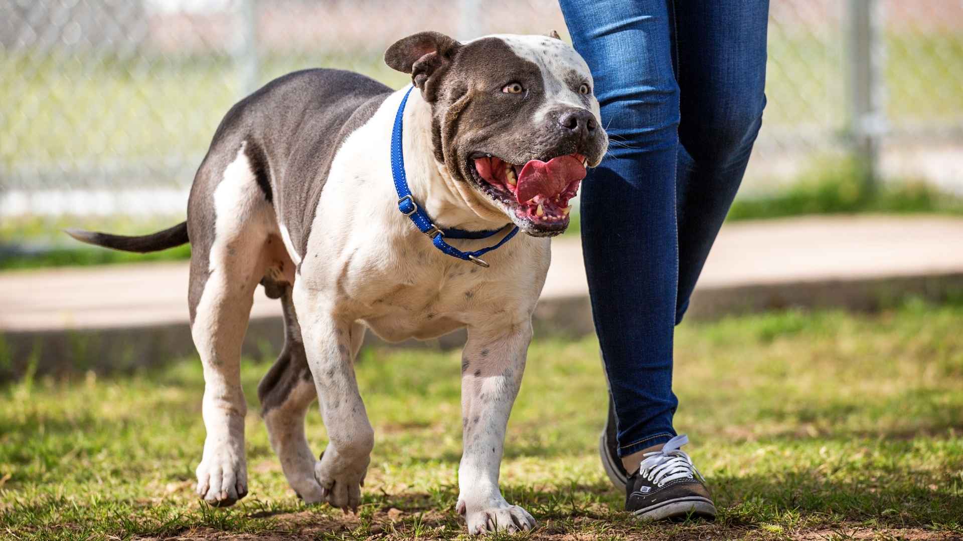 7 Most Illegal Guard Dog Breeds: Pets You Can't Own Everywhere