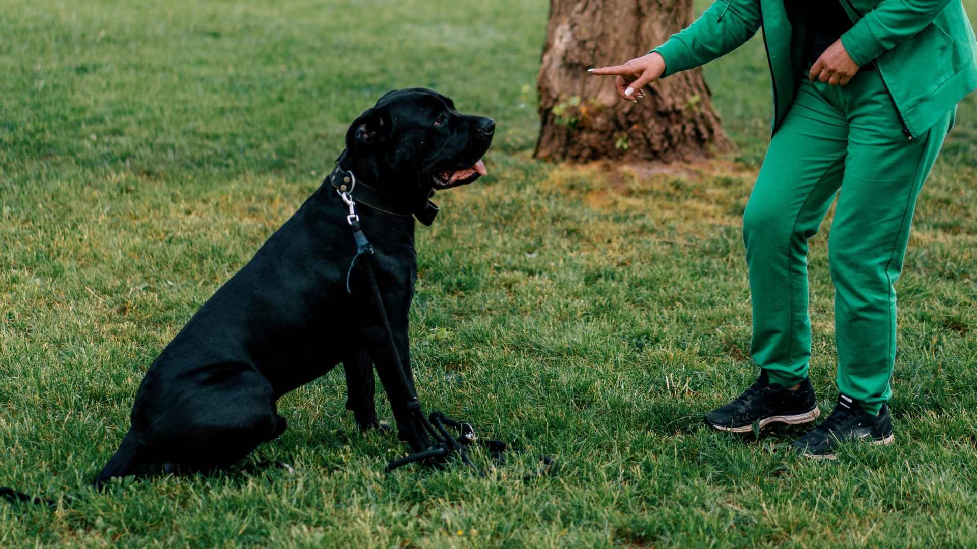 7 Most Intelligent Dog Breeds That Excel in Training and Problem Solving