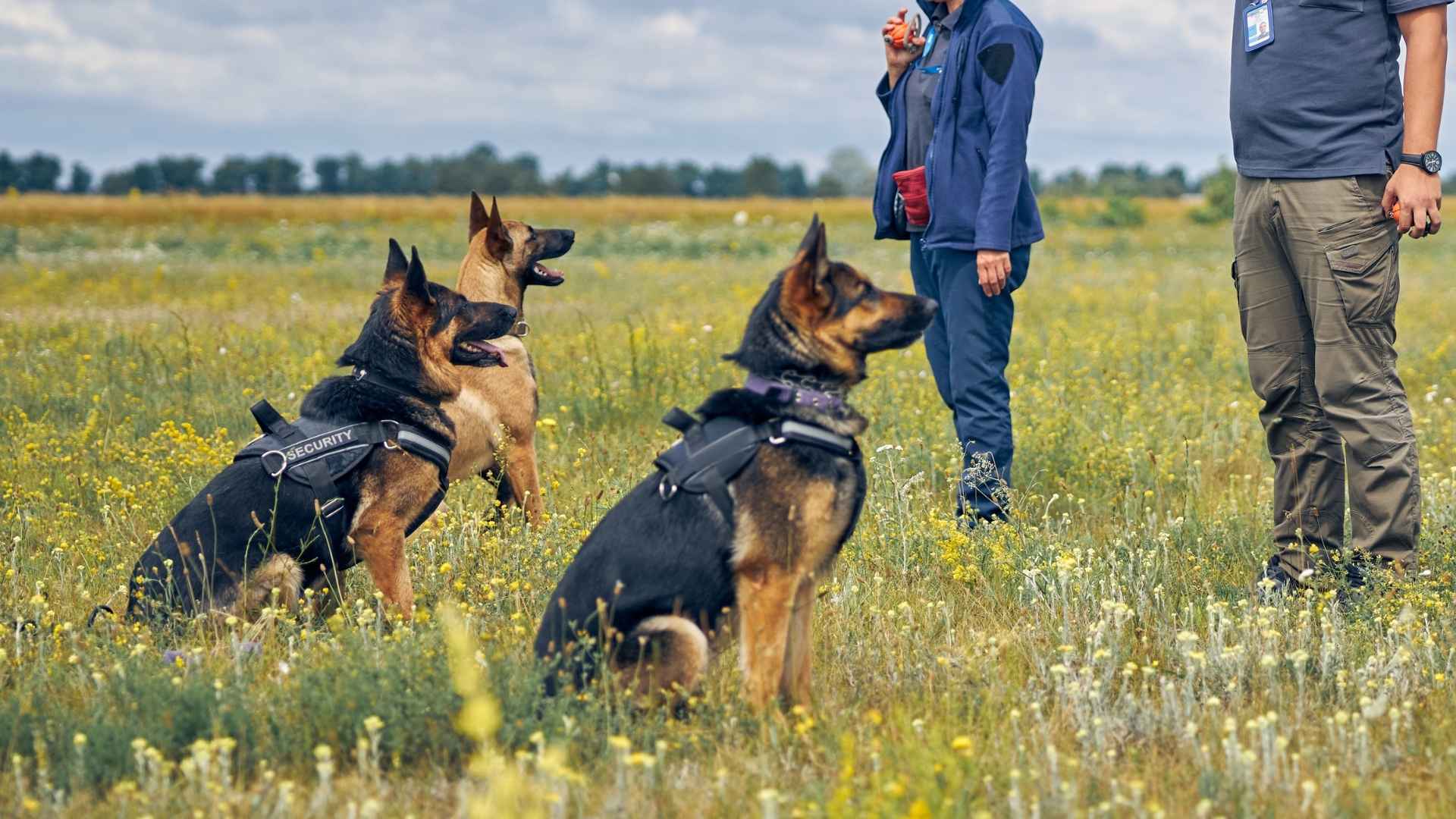 7 Most Intelligent Dog Breeds With Impressive Memory