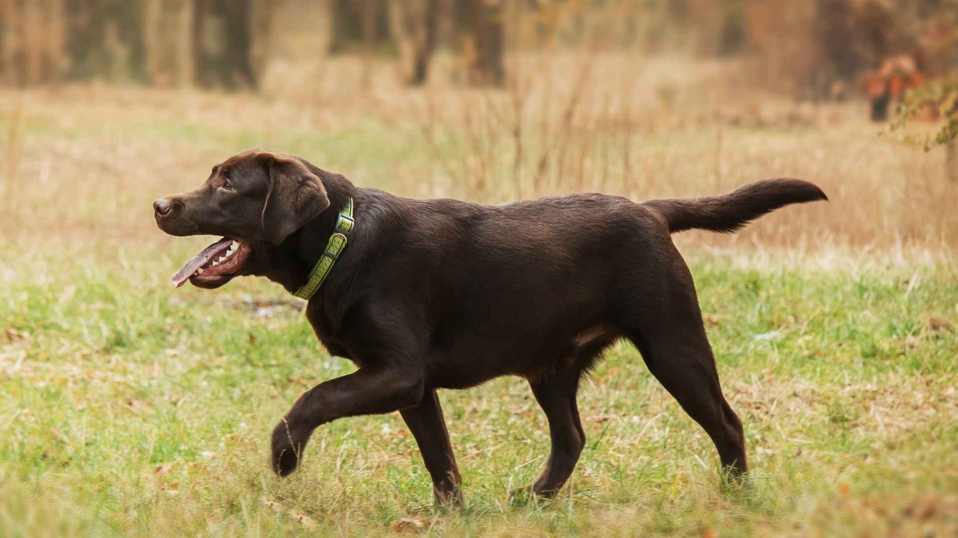 7 Most Intelligent Hunting Dog Breeds to Track, Retrieve, and Protect