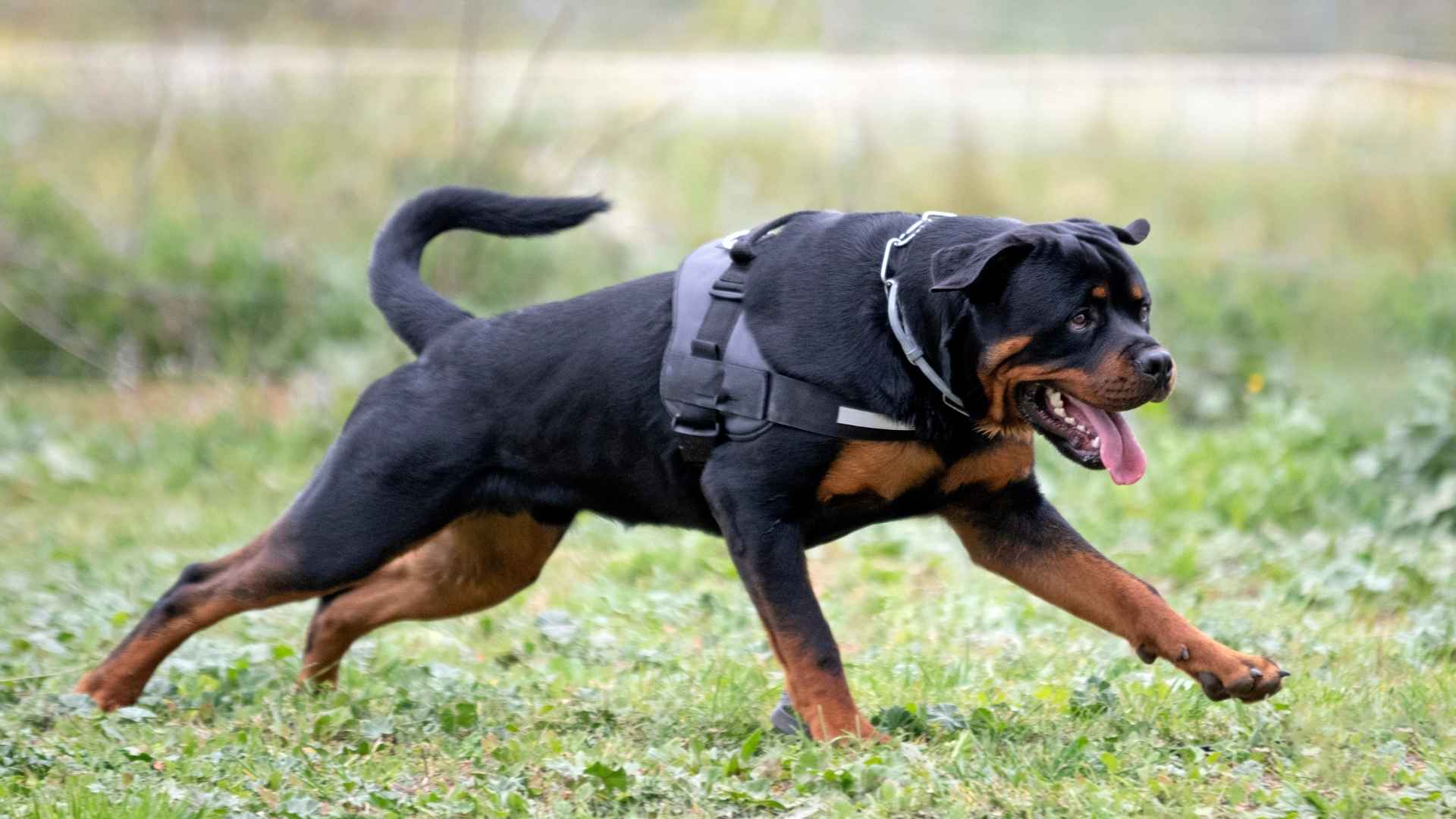 7 Most Intelligent Tracking Dog Breeds That Truly Amaze