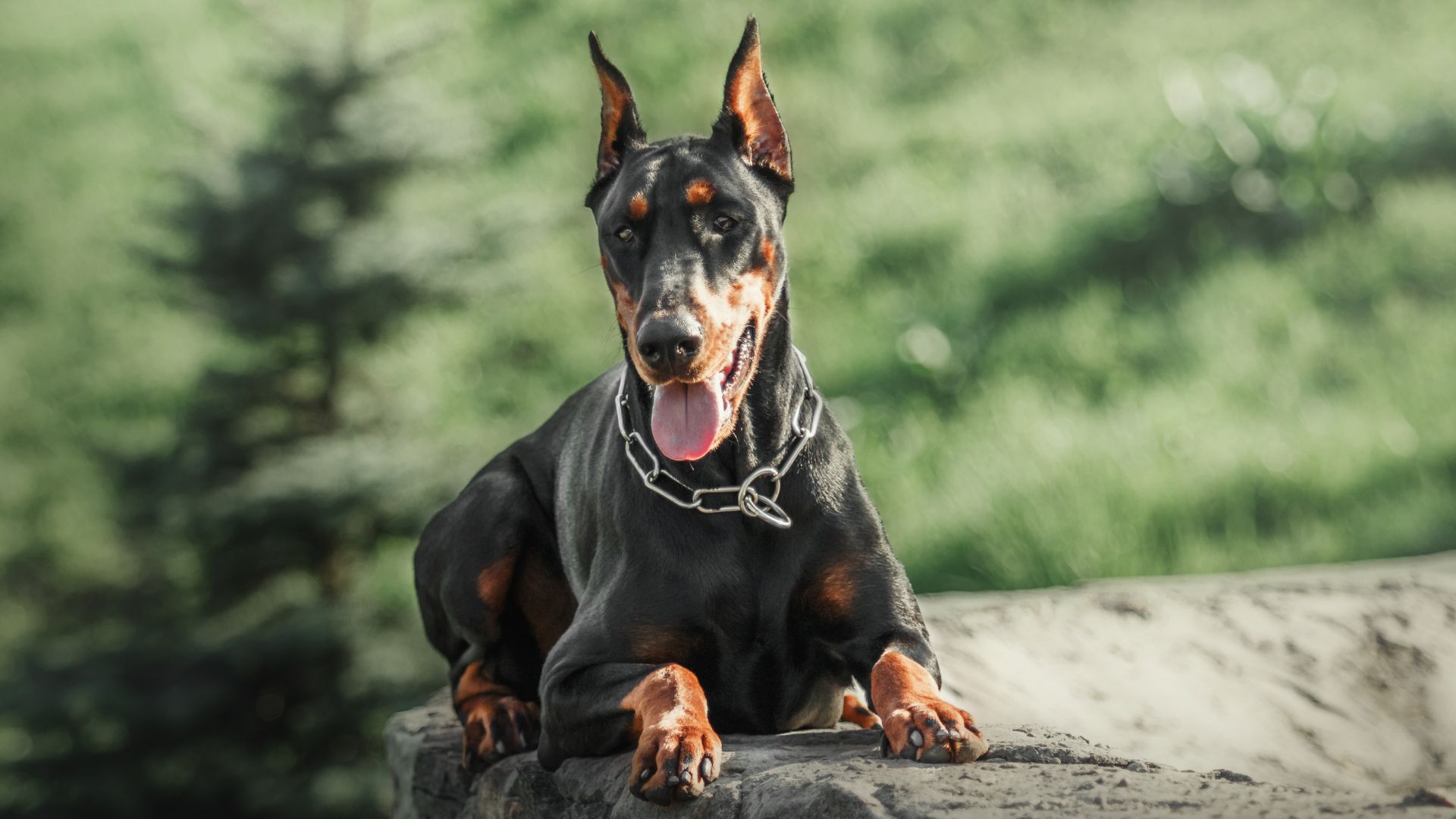 7 Most Intimidating Dog Breeds You’ll Want on Your Side