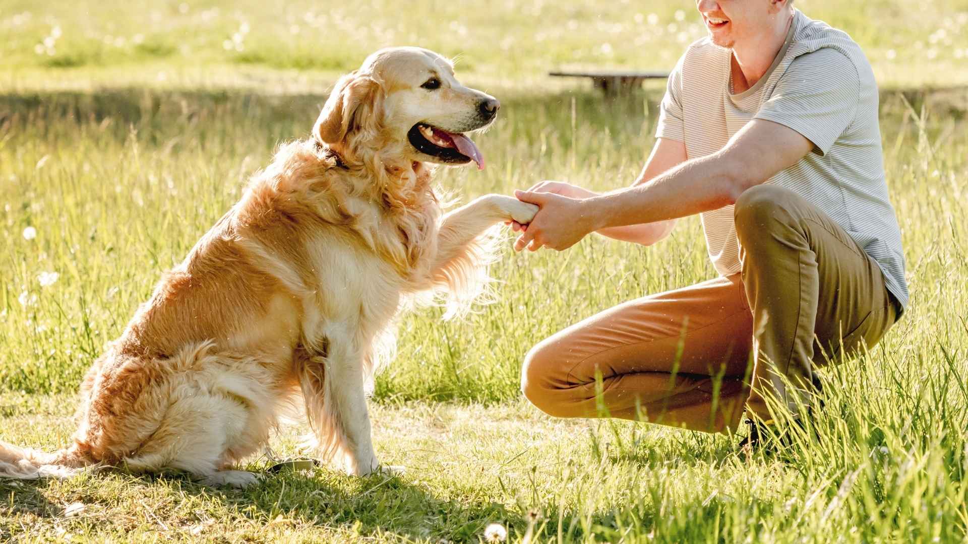 7 Most Loving Companion Rescue Dog Breeds: Second Chances & Endless Love