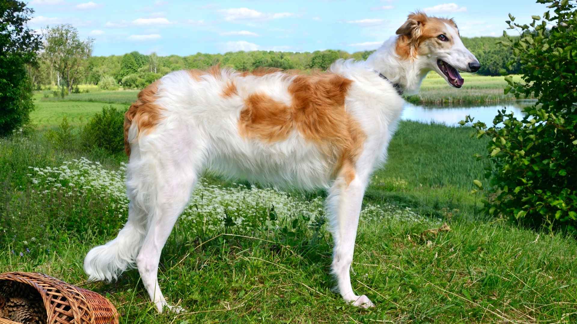 7 Most Majestic Dog Breeds On The Planet