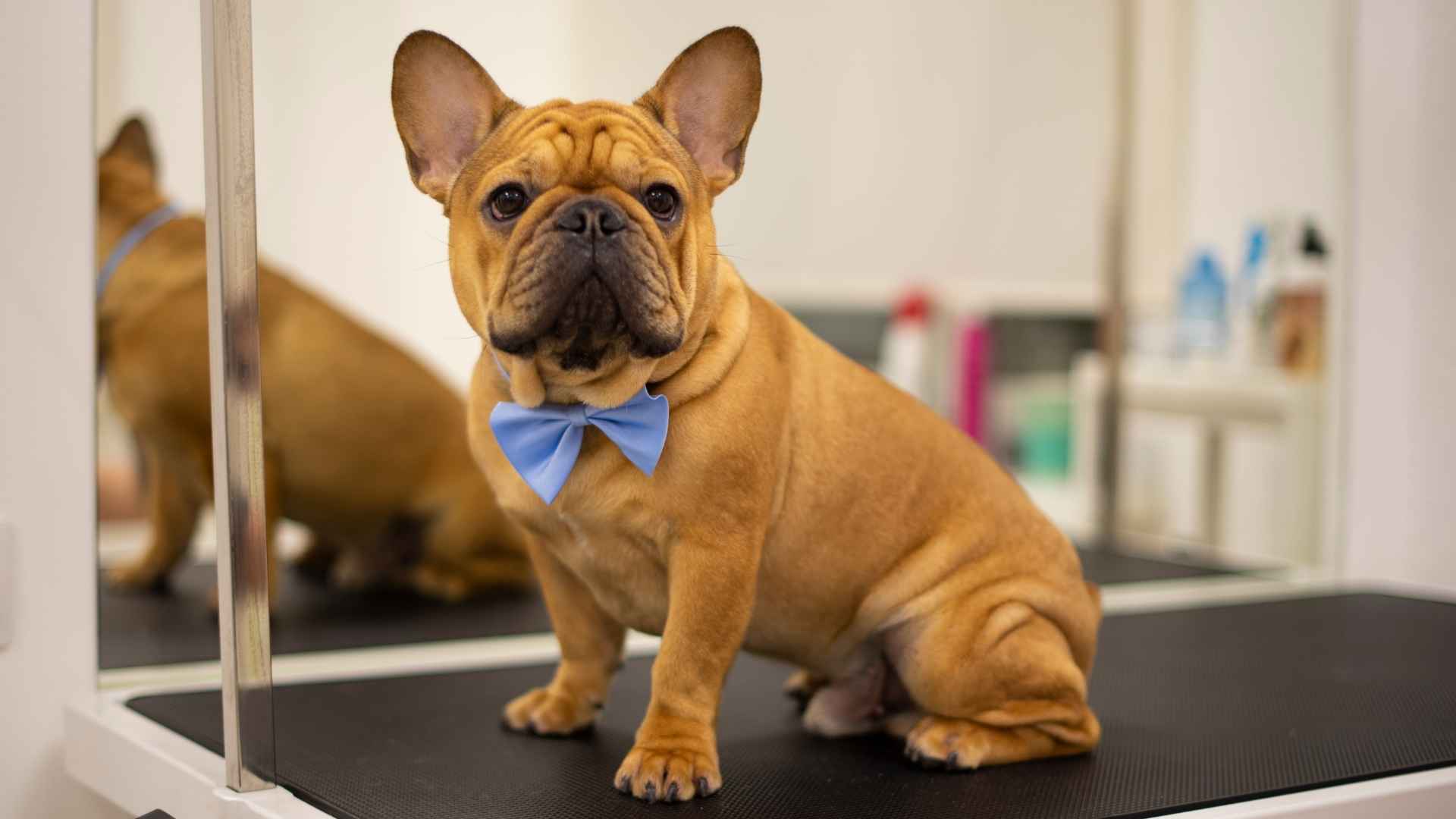 7 Most Mellow Dogs with Low Grooming Needs