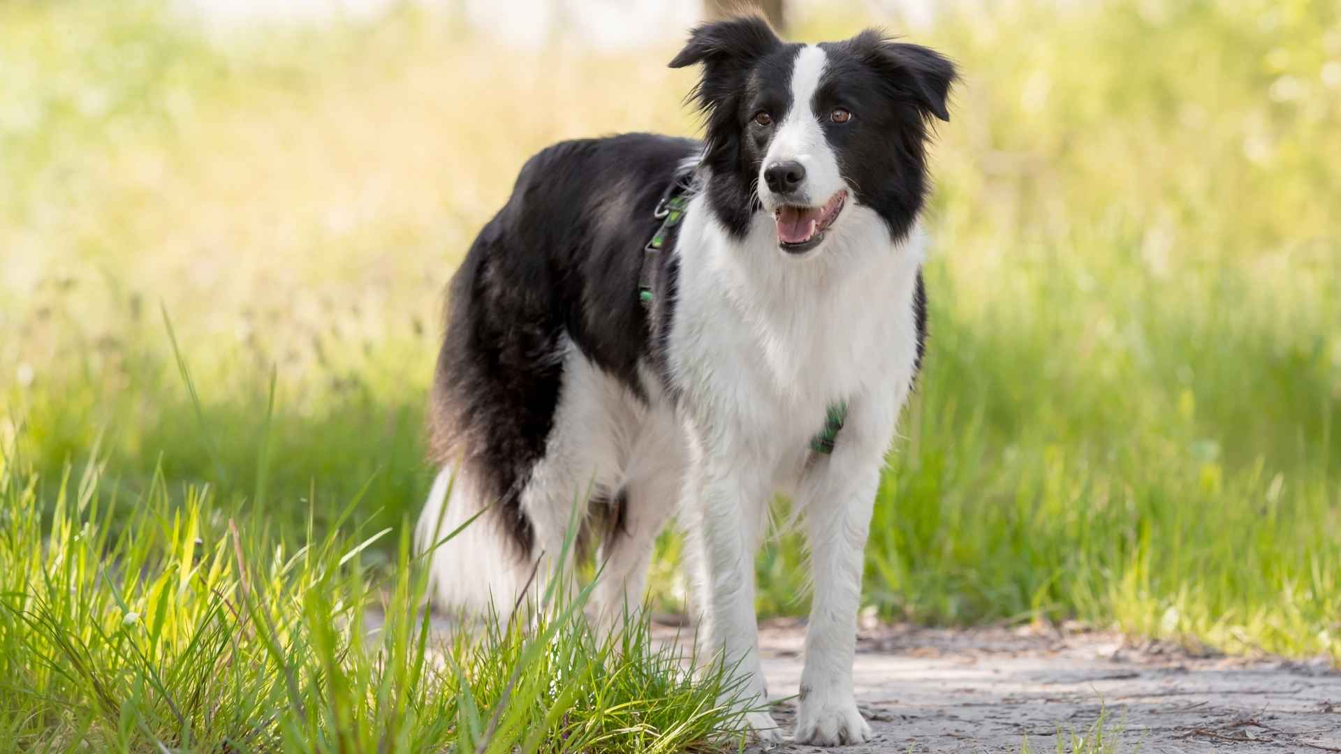 7 Most Mischievous Dog Breeds That Love Causing Adorable Chaos