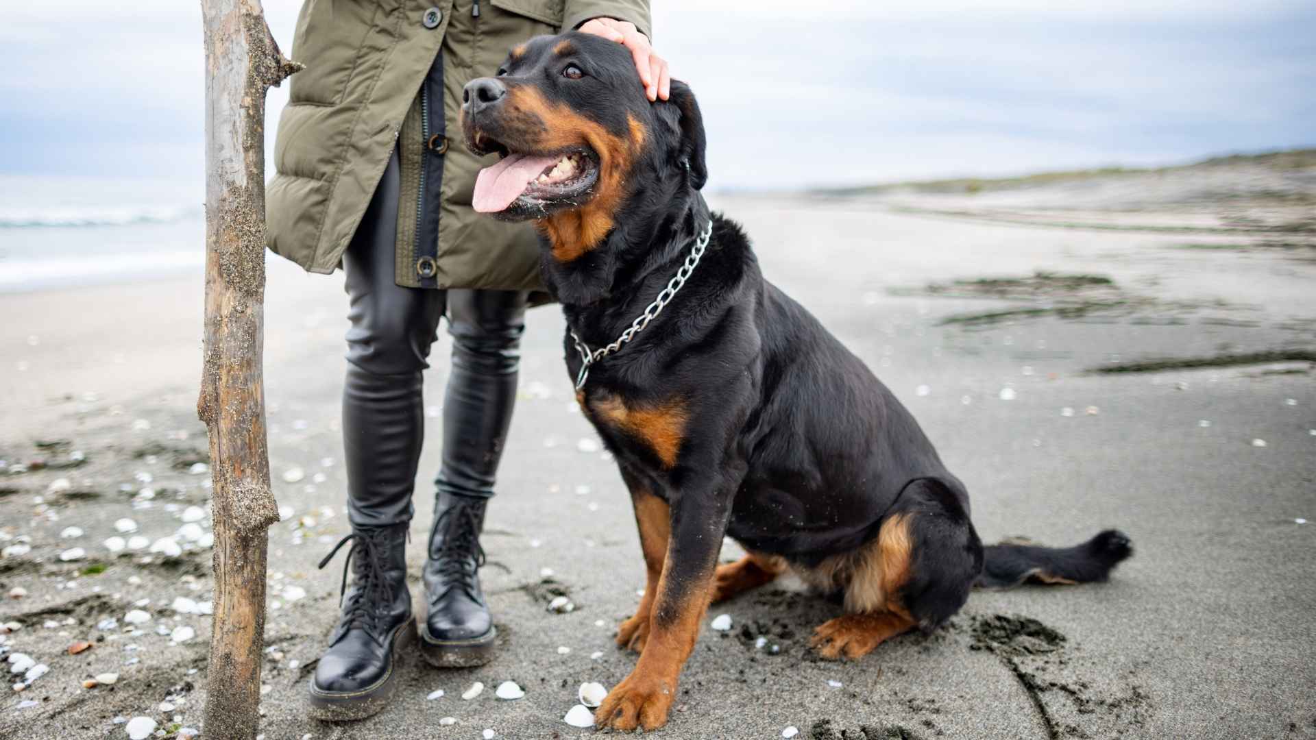 7 Most Misunderstood Dog Breeds That Deserve a Second Chance