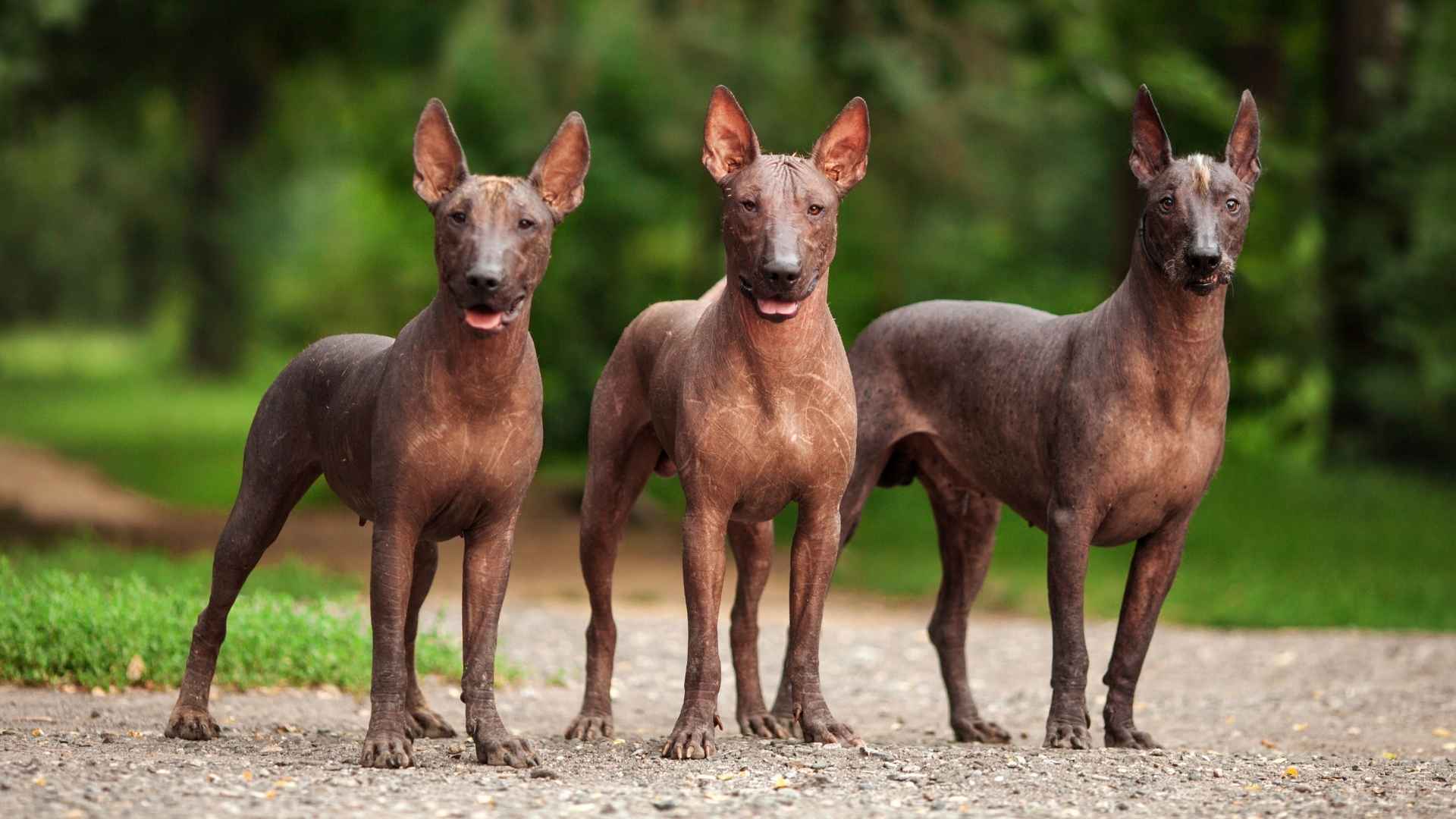 7 Most Mysterious Dog Breeds Rarely Known to the World