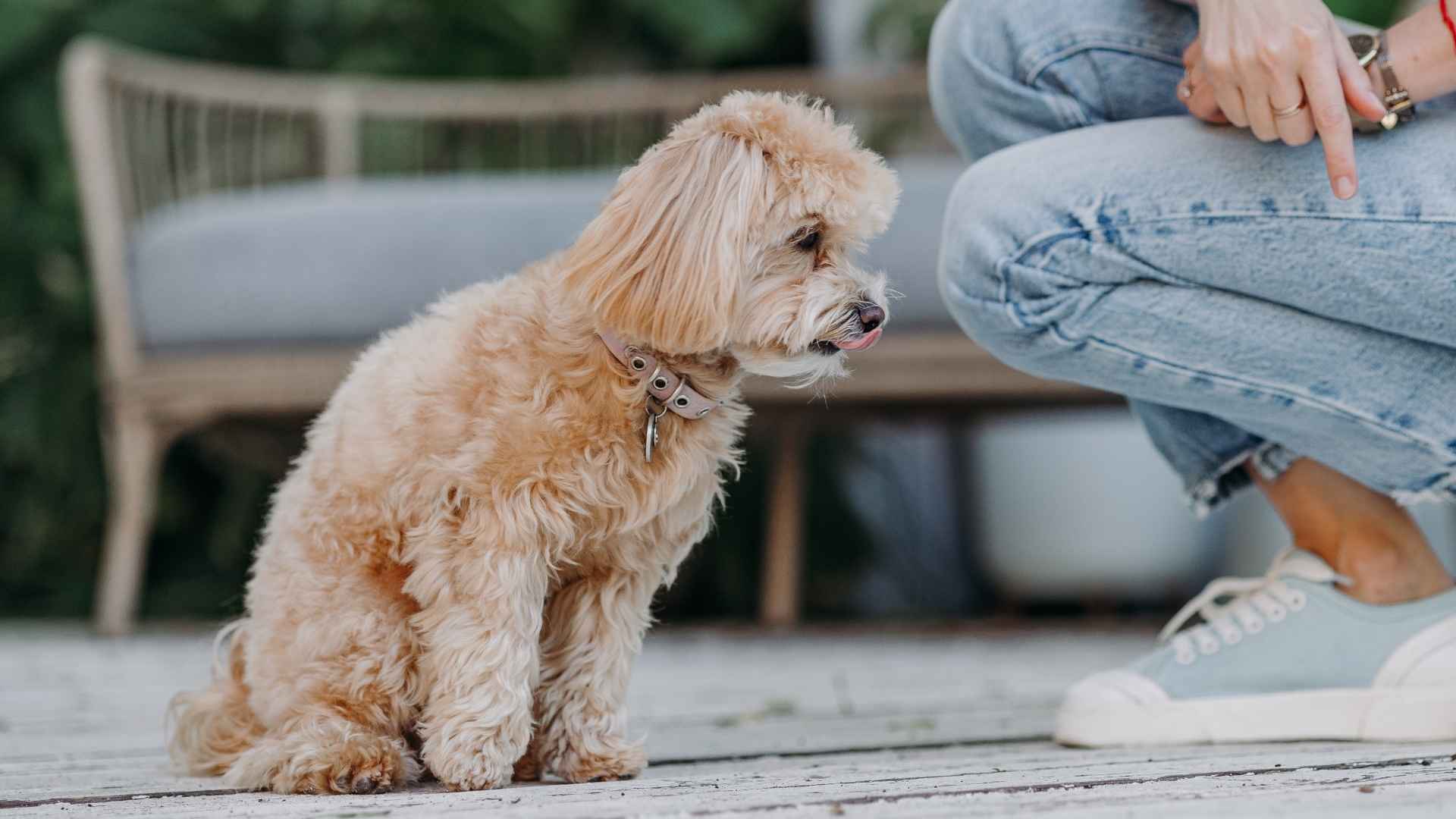 7 Most Obedient Puppy Breeds That Love to Follow Rules