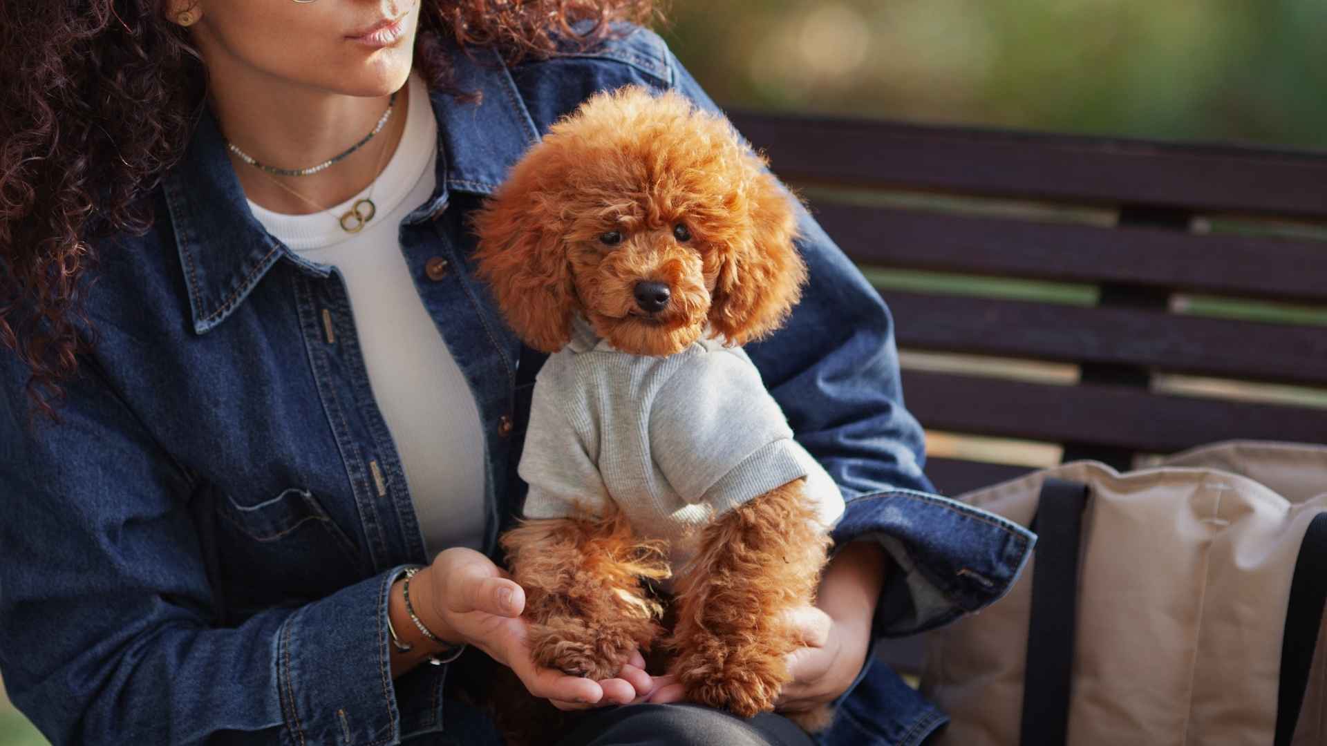 7 Most Outgoing Dog Breeds That Love to Socialize