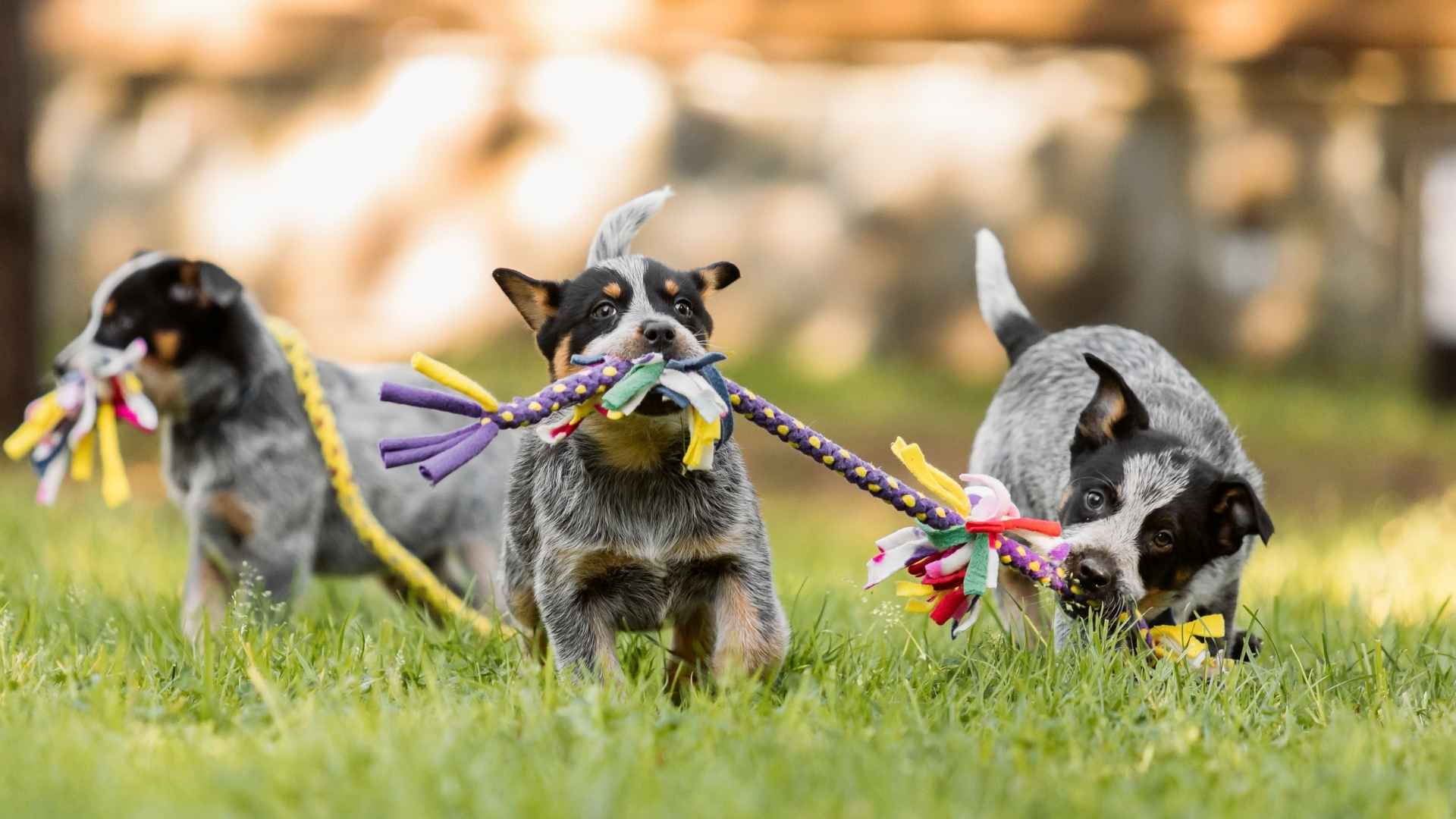 7 Most Playful Puppy Breeds That Will Keep You Smiling All Day