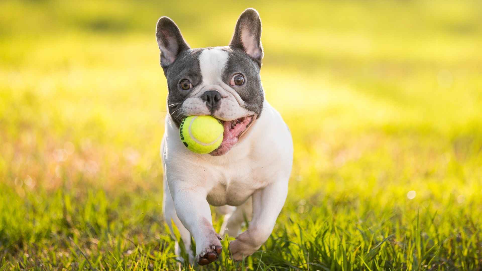 7 Most Playful Small Dog Breeds That Never Run Out of Energy