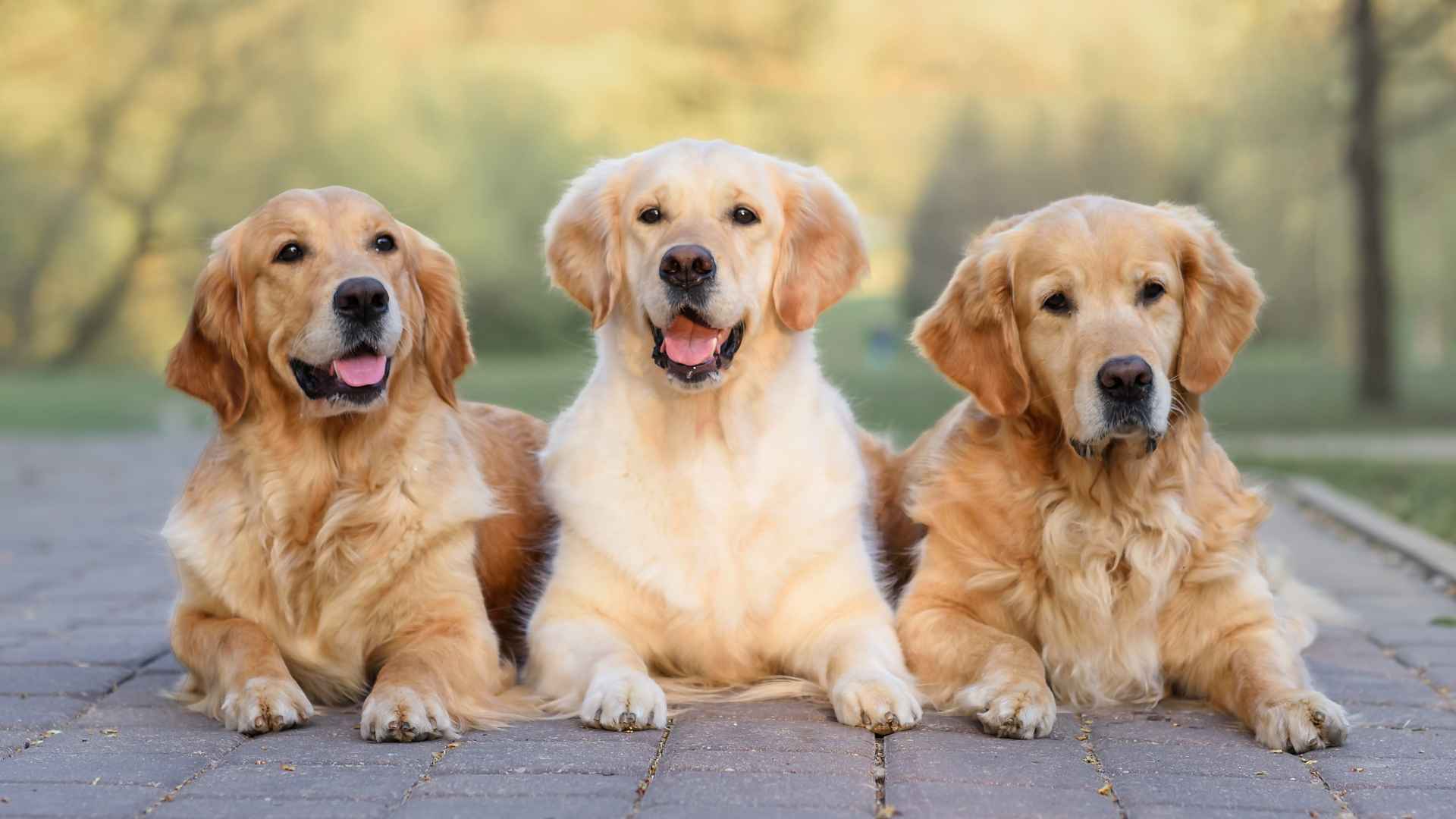 7 Most Popular Dog Breeds 2025: Updated AKC Rankings