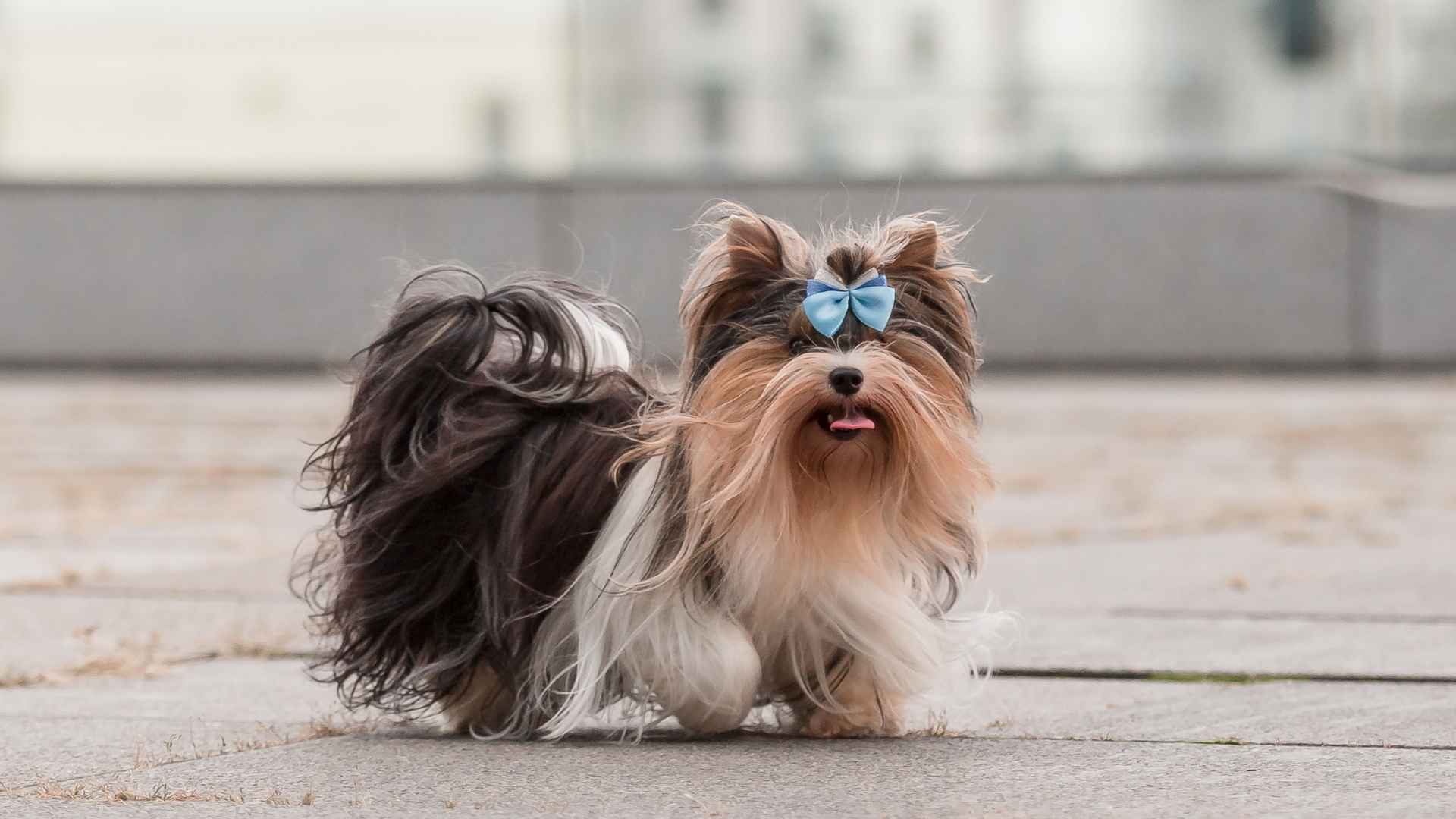 7 Most Popular Dog Breeds In California: Top Picks of the Dog-Loving State
