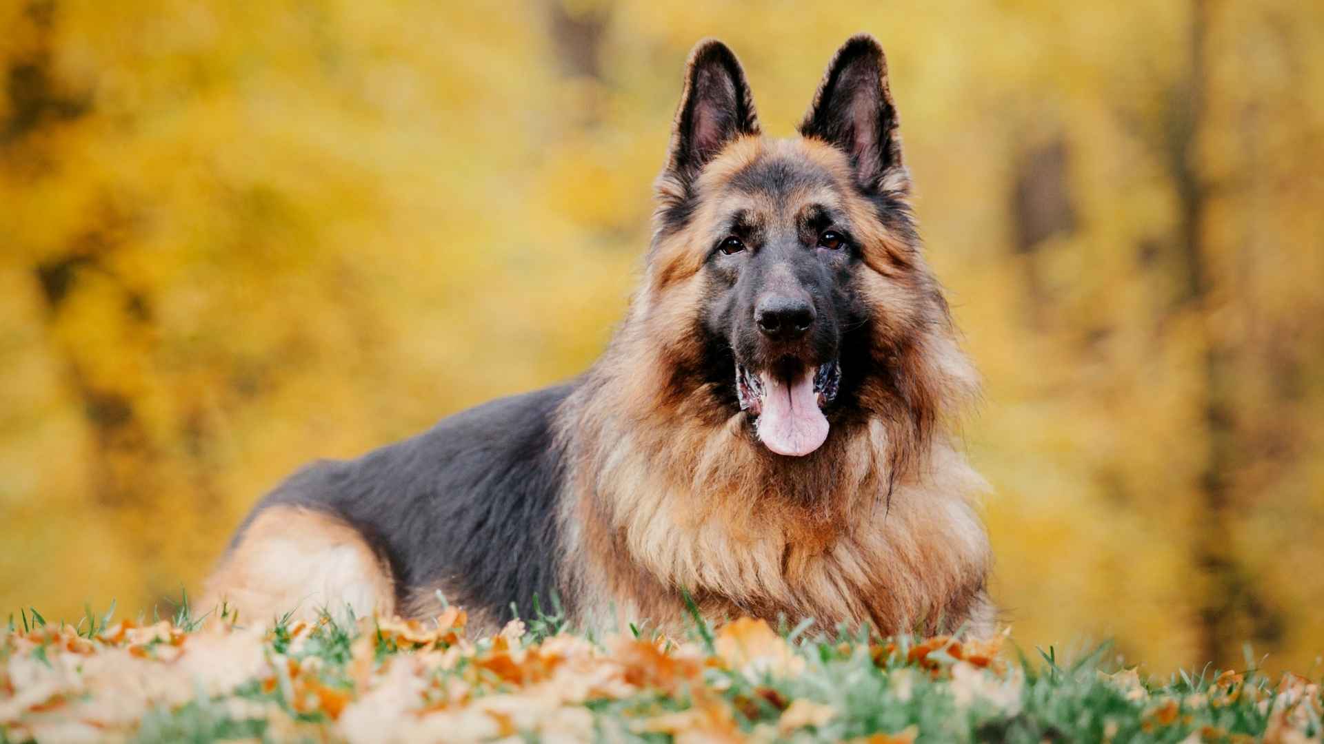 7 Most Popular Dog Breeds In Europe: What’s Trending in 2025