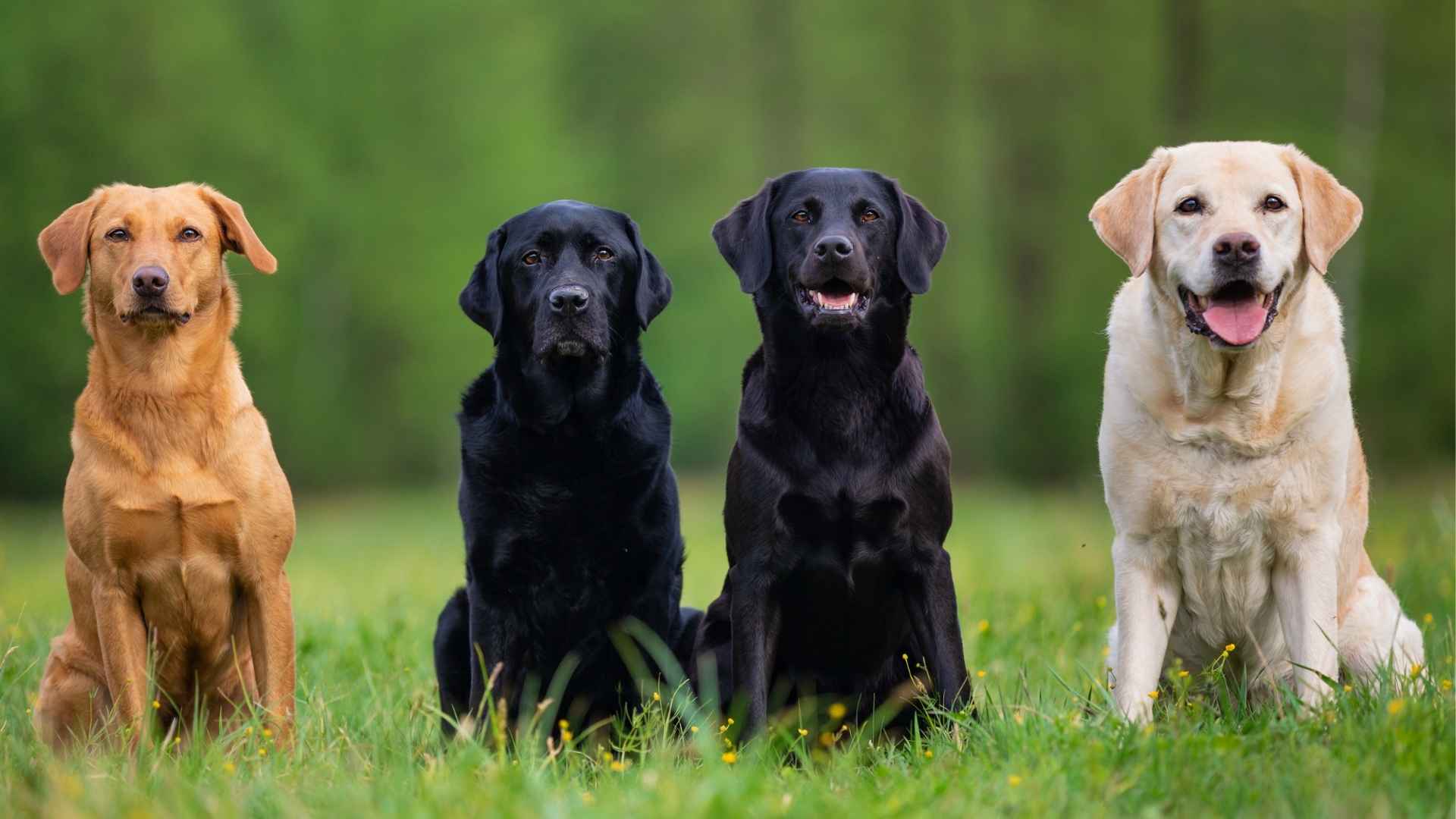 7 Most Popular Retriever Dog Breeds Loved by Families