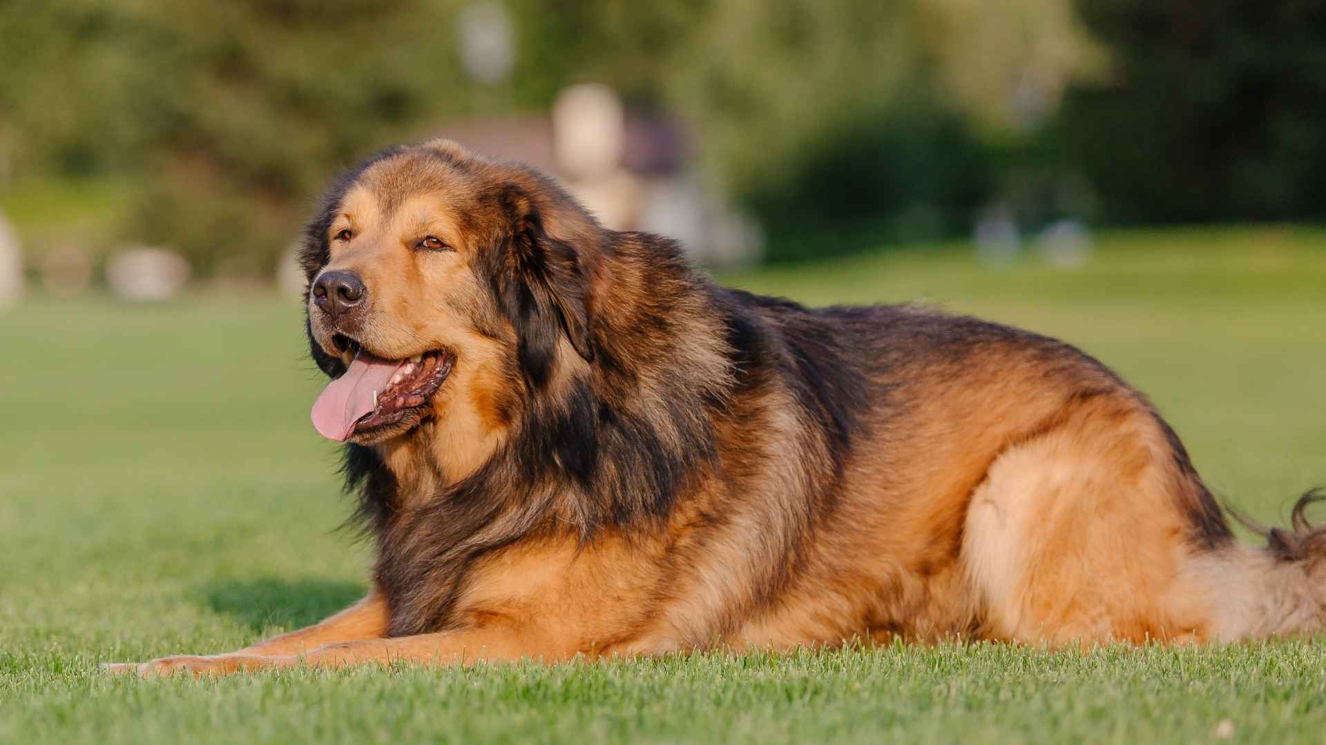 7 Most Relaxed Dog Breeds That Are Perfect for Low-Key Owners