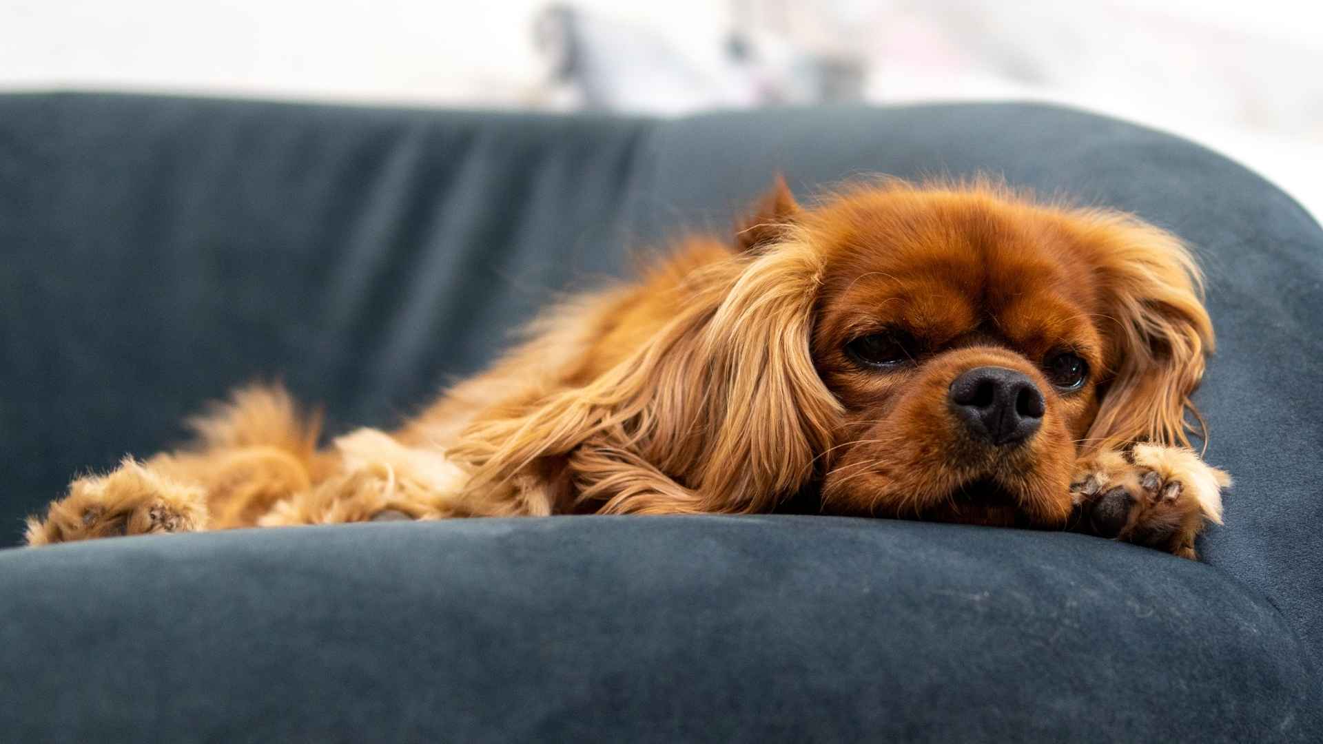 7 Most Sensitive Dog Breeds That Feel Every Emotion You Do