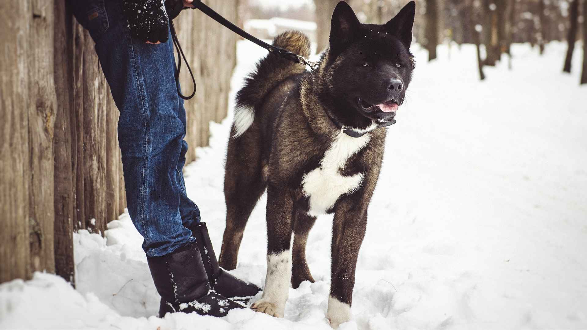 7 Most Strongest Guard Dog Breeds that will Never Let You Down
