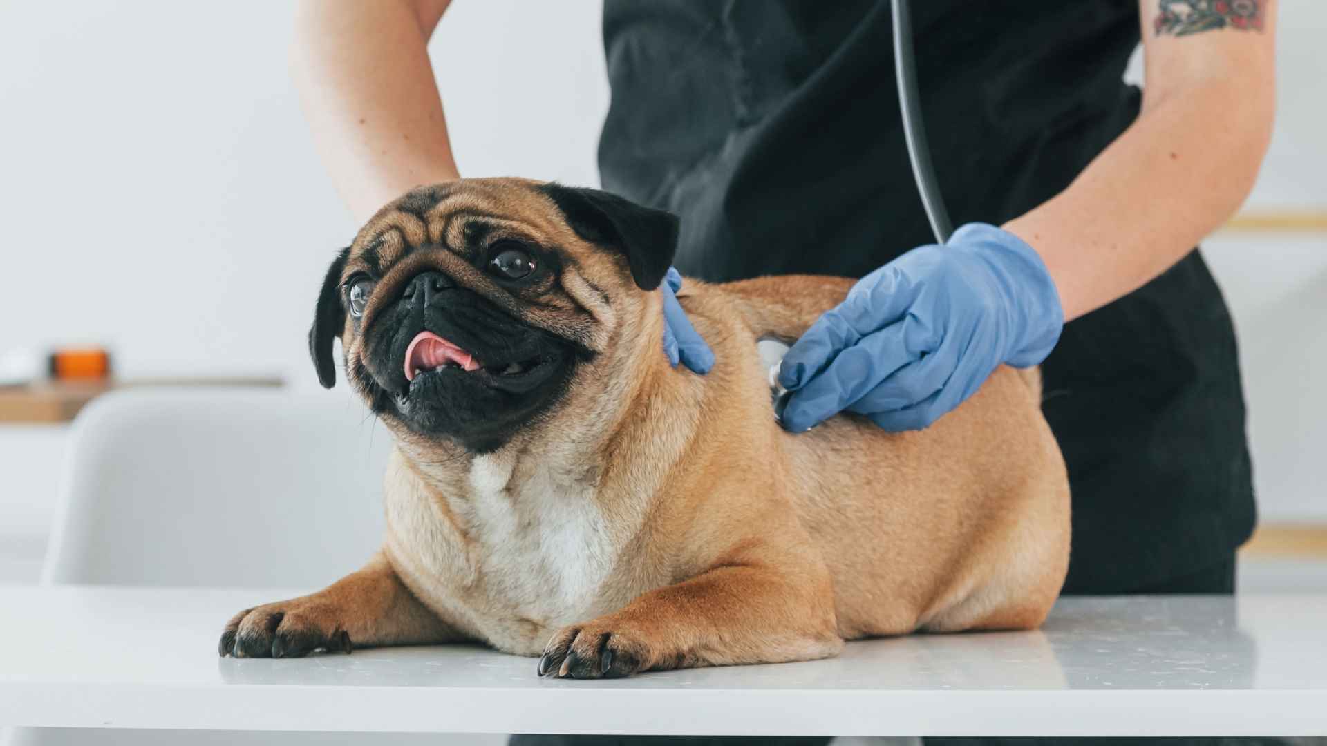 7 Most Unhealthy Dog Breeds That Often Need Constant Vet Care