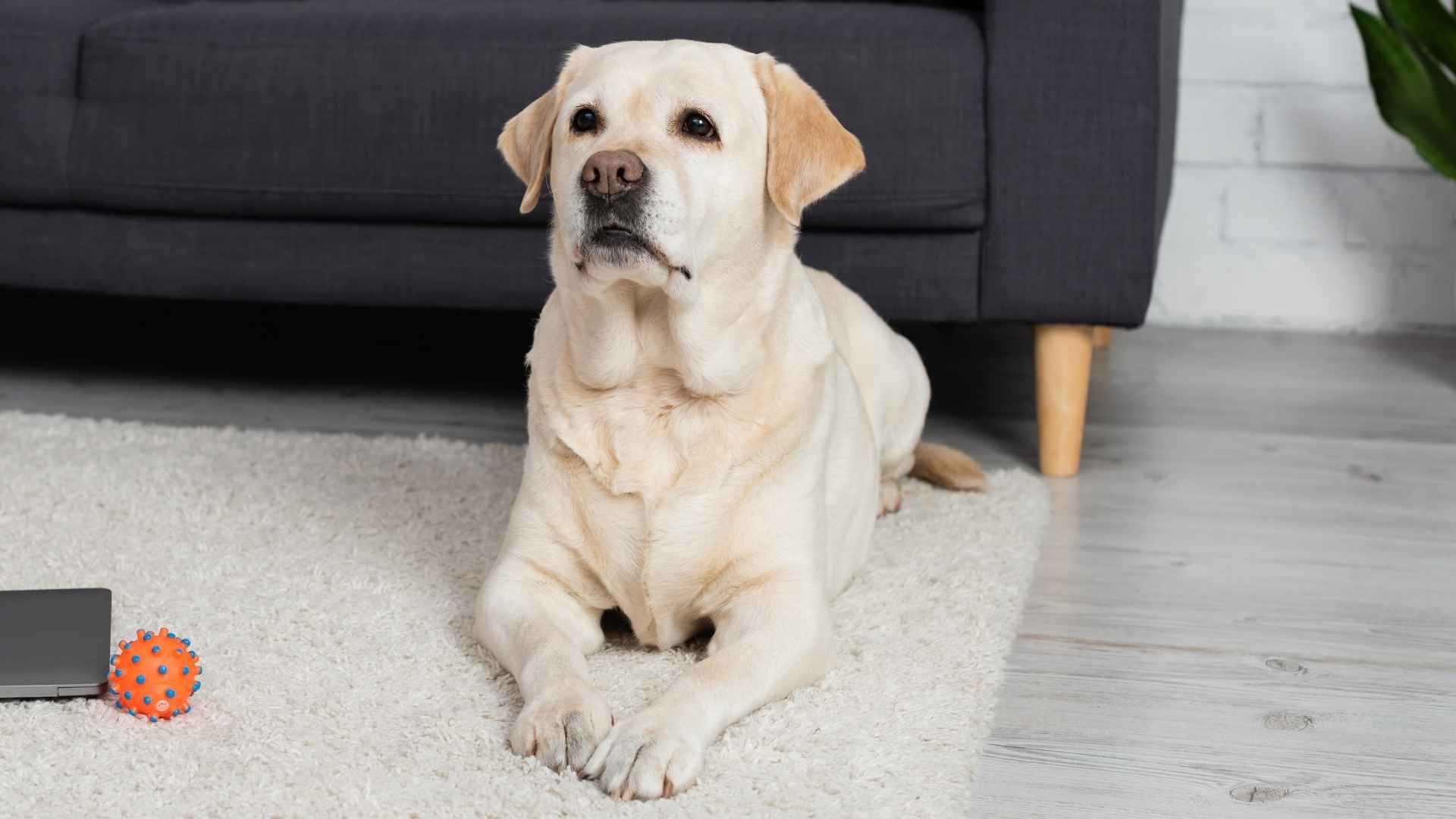 7 Most Versatile Dog Breeds Suited For All Lifestyles