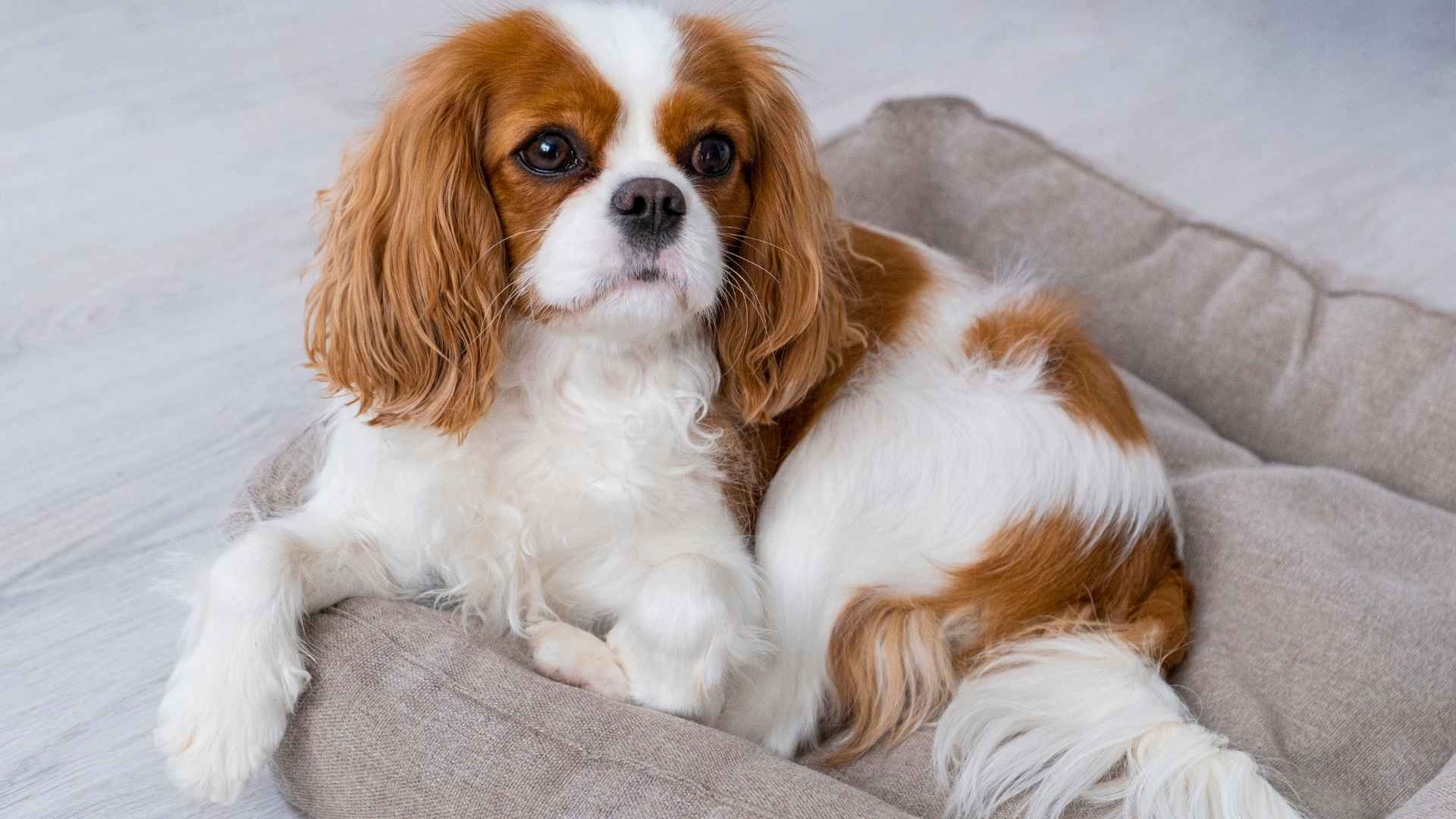 7 Most Well-Behaved Dog Breeds: Polite Pups with Big Hearts