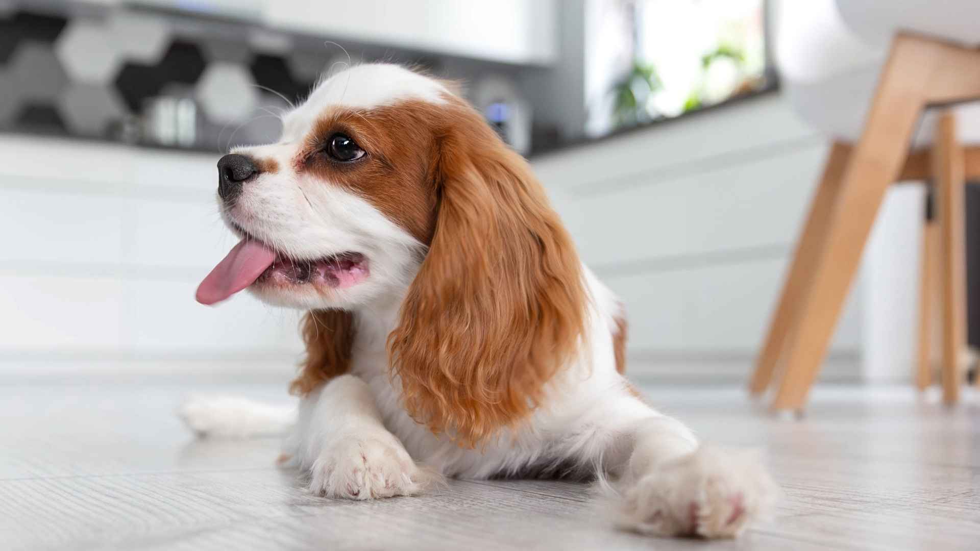 7 Non-Drooling Dog Breeds: The Clean Pups