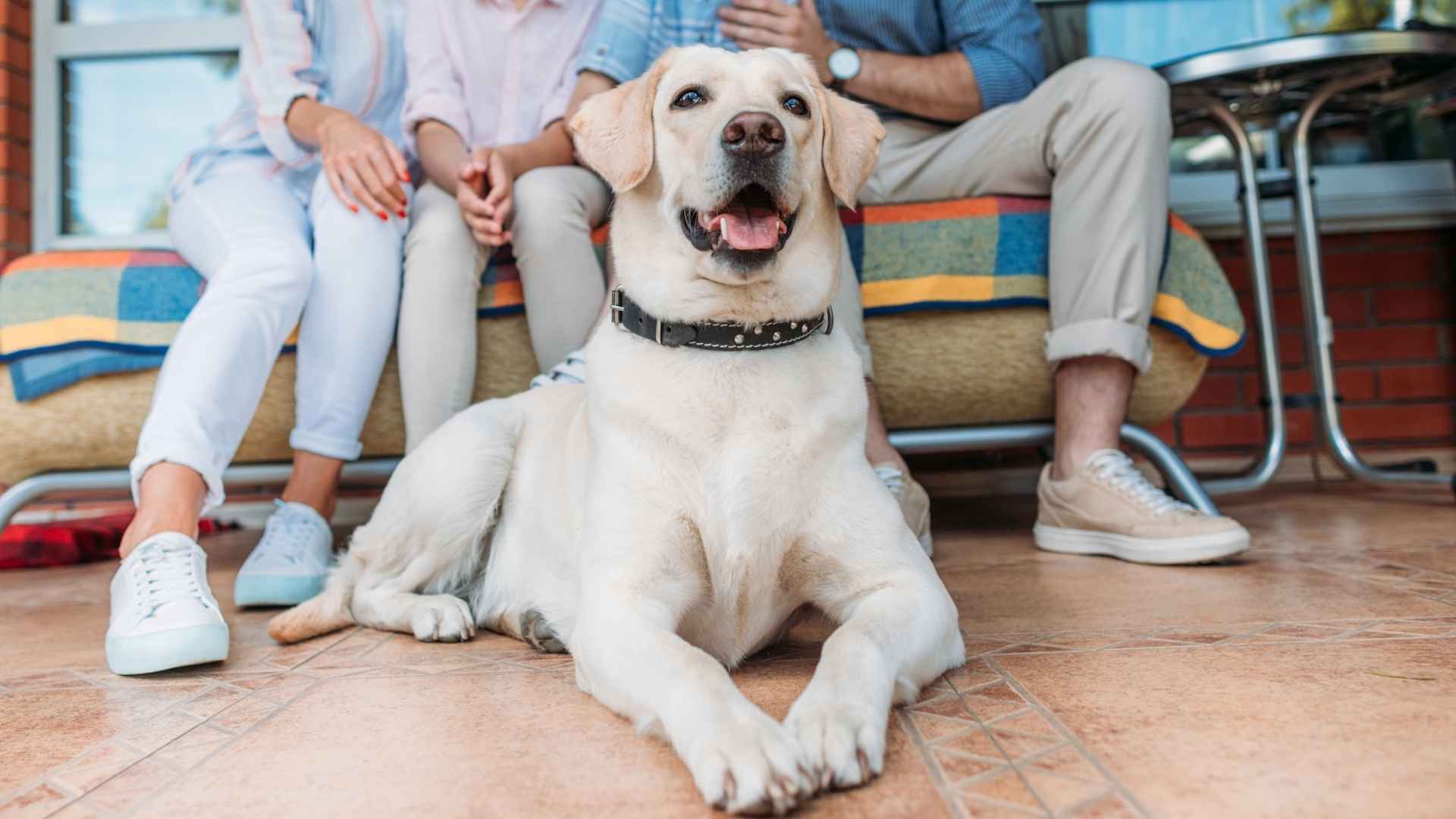 7 Obedient Family Dog Breeds That Are Eager to Please