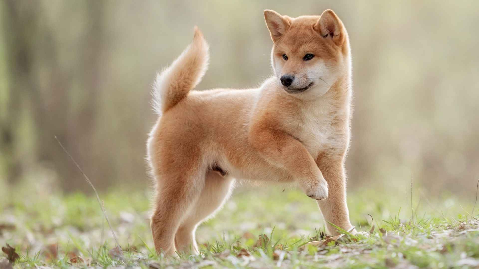 7 Orange & White Dog Breeds That’ll Brighten Your Day—And Your Instagram Feed