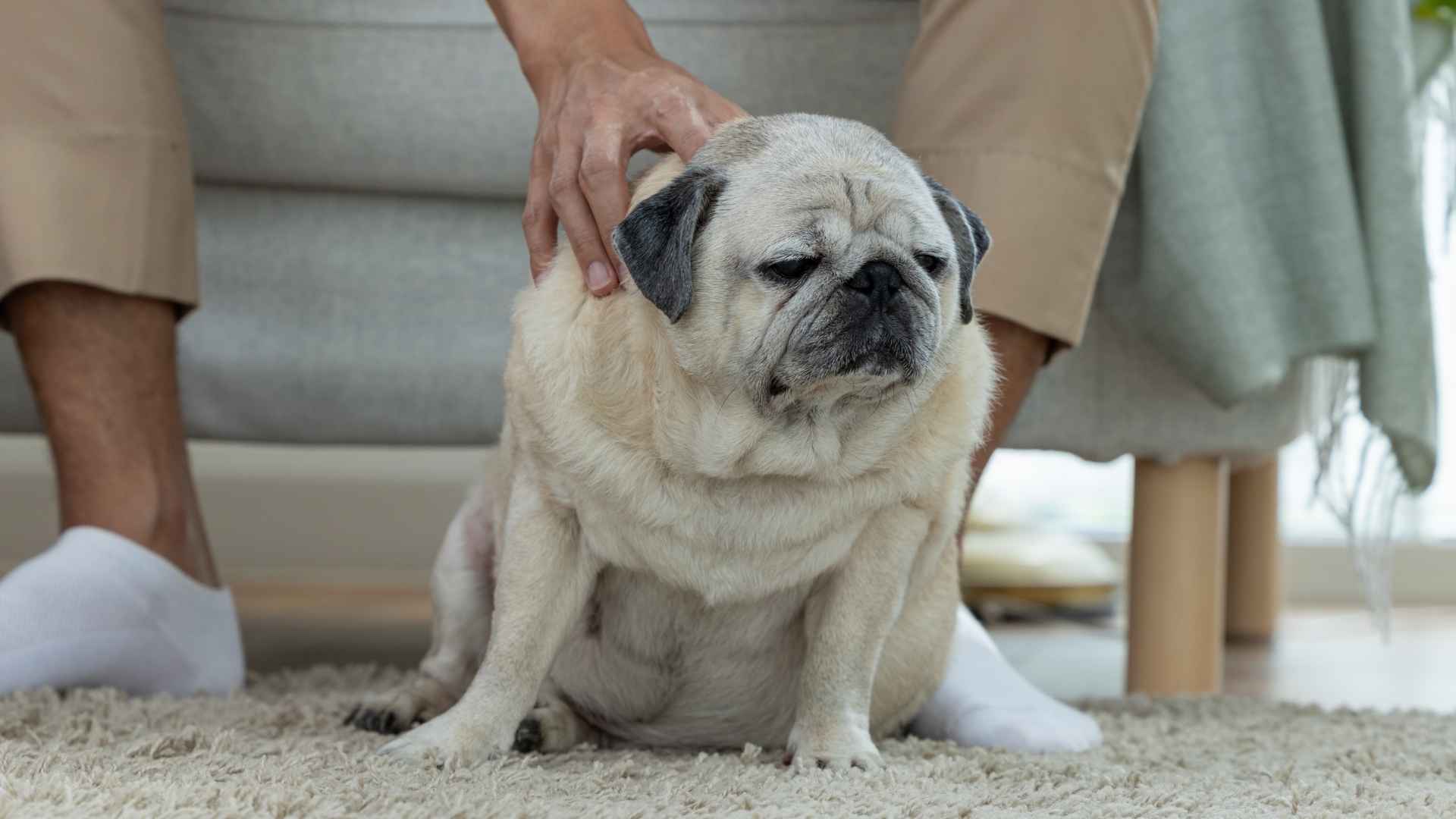 7 Overdramatic Dog Breeds That Love to Make a Scene